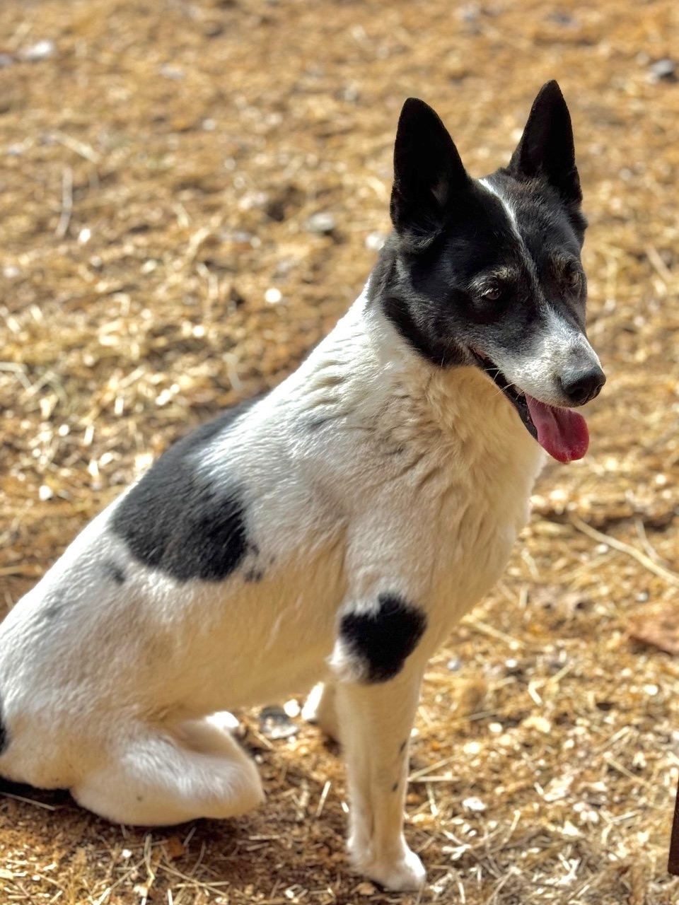 Пропала собака в Хабаровске — Рассказываем о тех подопечных, кто в силу своих особенностей не имеет шанса на дом, но также…