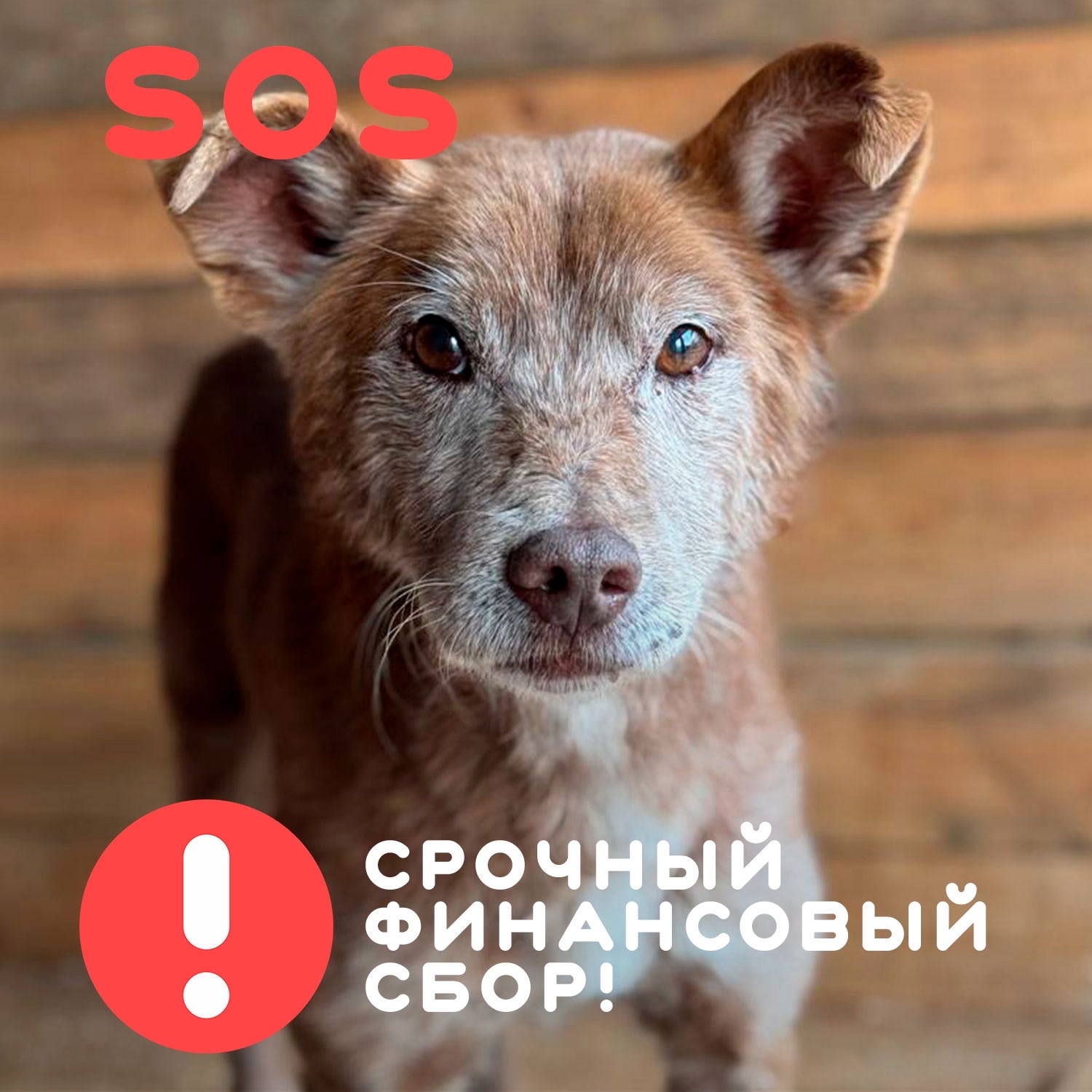 Пропала собака в Хабаровске — фото объявления