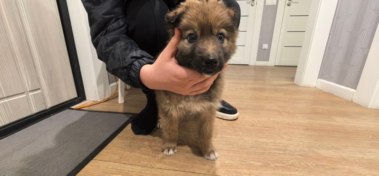 Найдена собака в Хабаровске — фото объявления