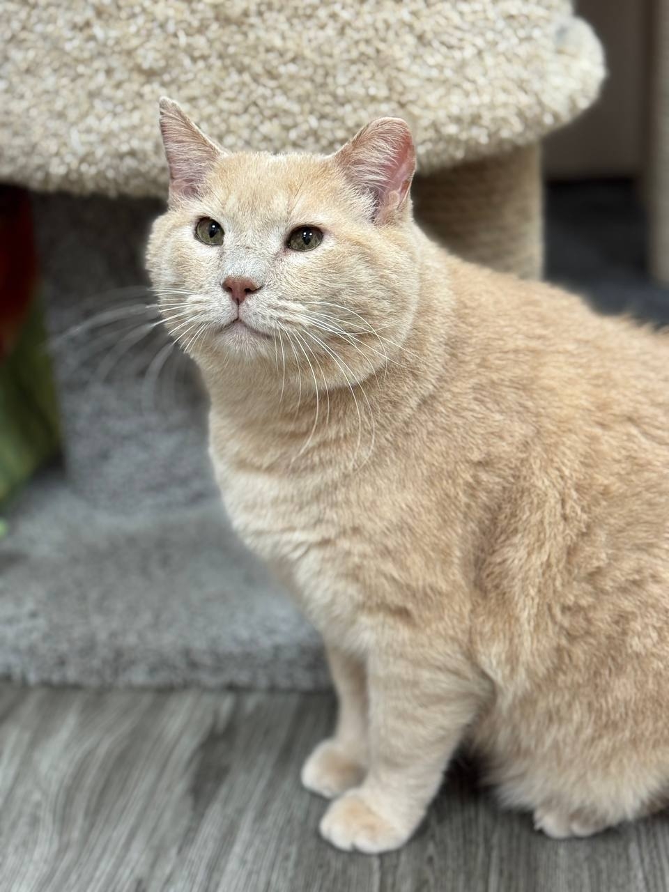 Найдена кошка в Хабаровске — фото объявления