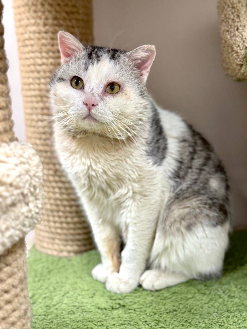 Найдена кошка в Хабаровске — фото объявления