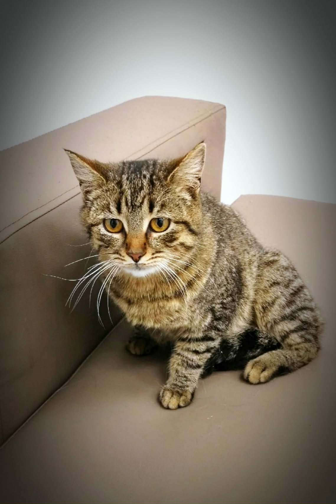 Объявление о питомце в Ульяновске — фото объявления