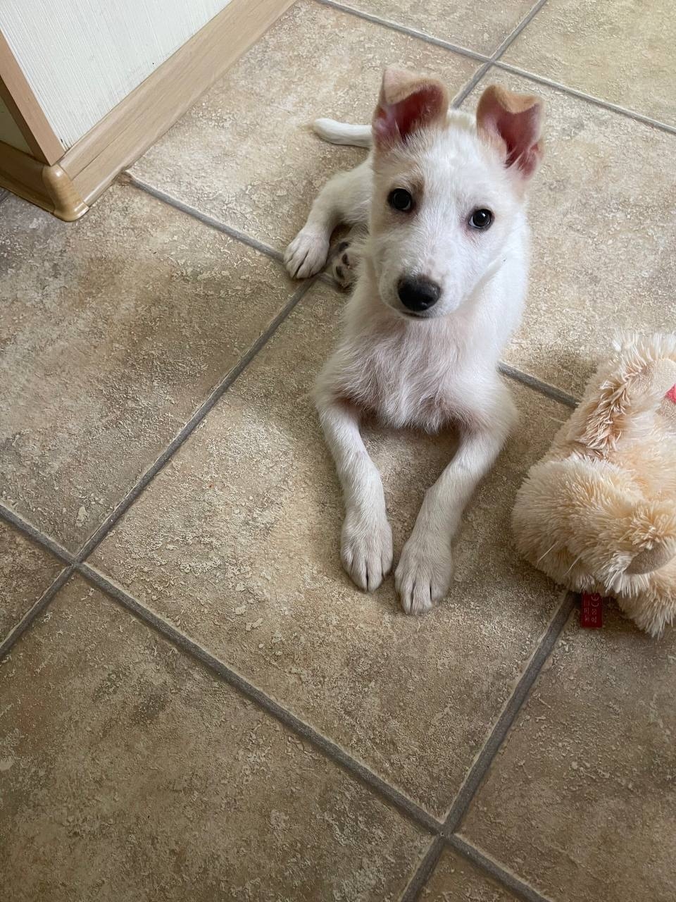 Найдена собака в Ульяновске — фото объявления