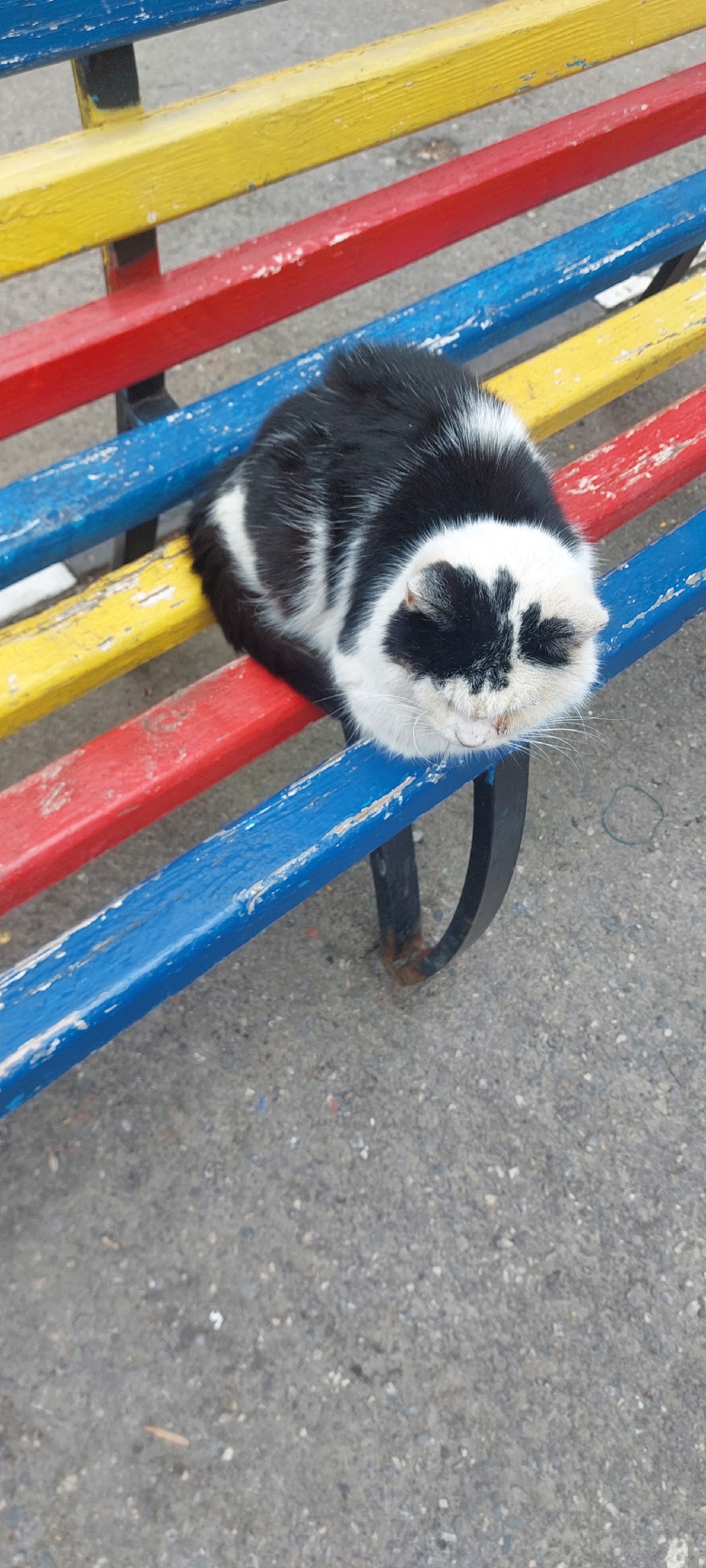 Найдена кошка в Ульяновске — фото объявления