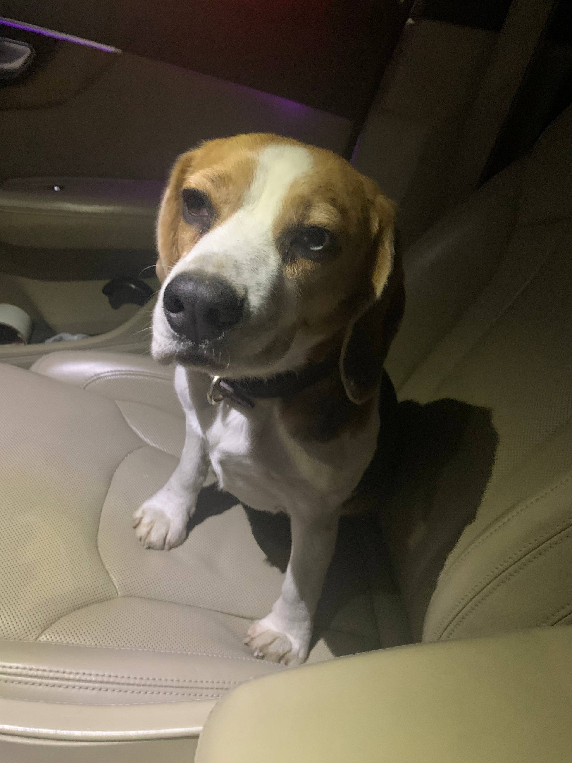 Найдена собака в Иркутске — фото объявления