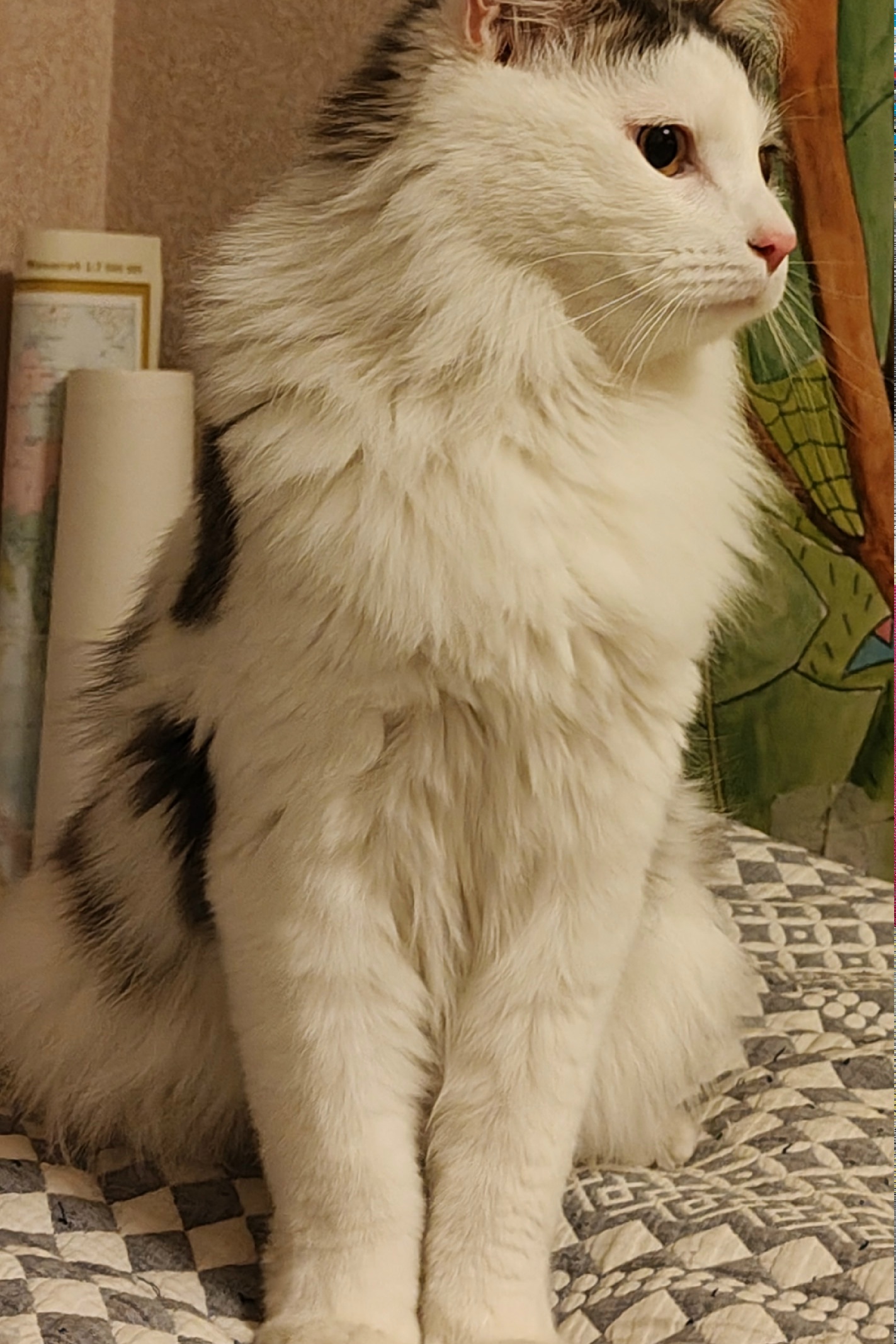 Найдена кошка в Иркутске — фото объявления