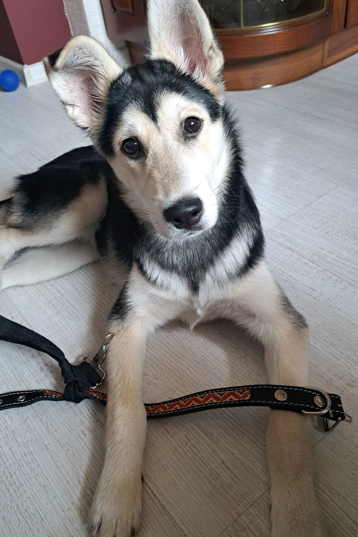 Найдена собака в Иркутске — фото объявления