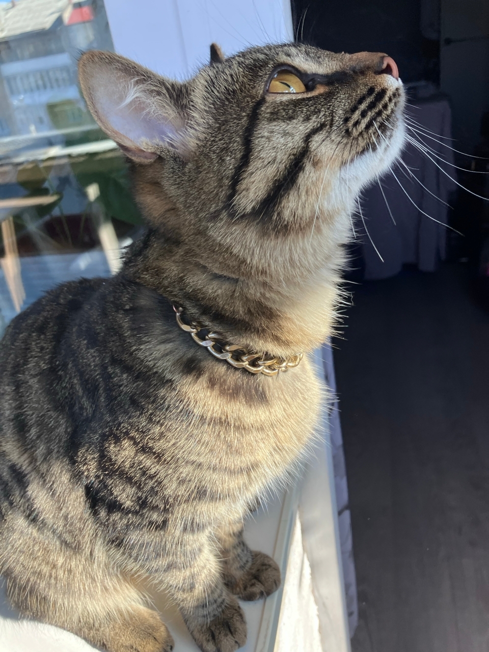 Найдена собака в Иркутске — фото объявления