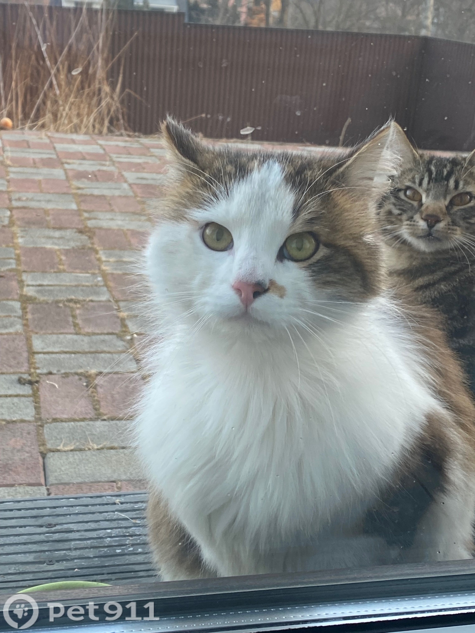 Найдена кошка в Владивостоке — фото объявления