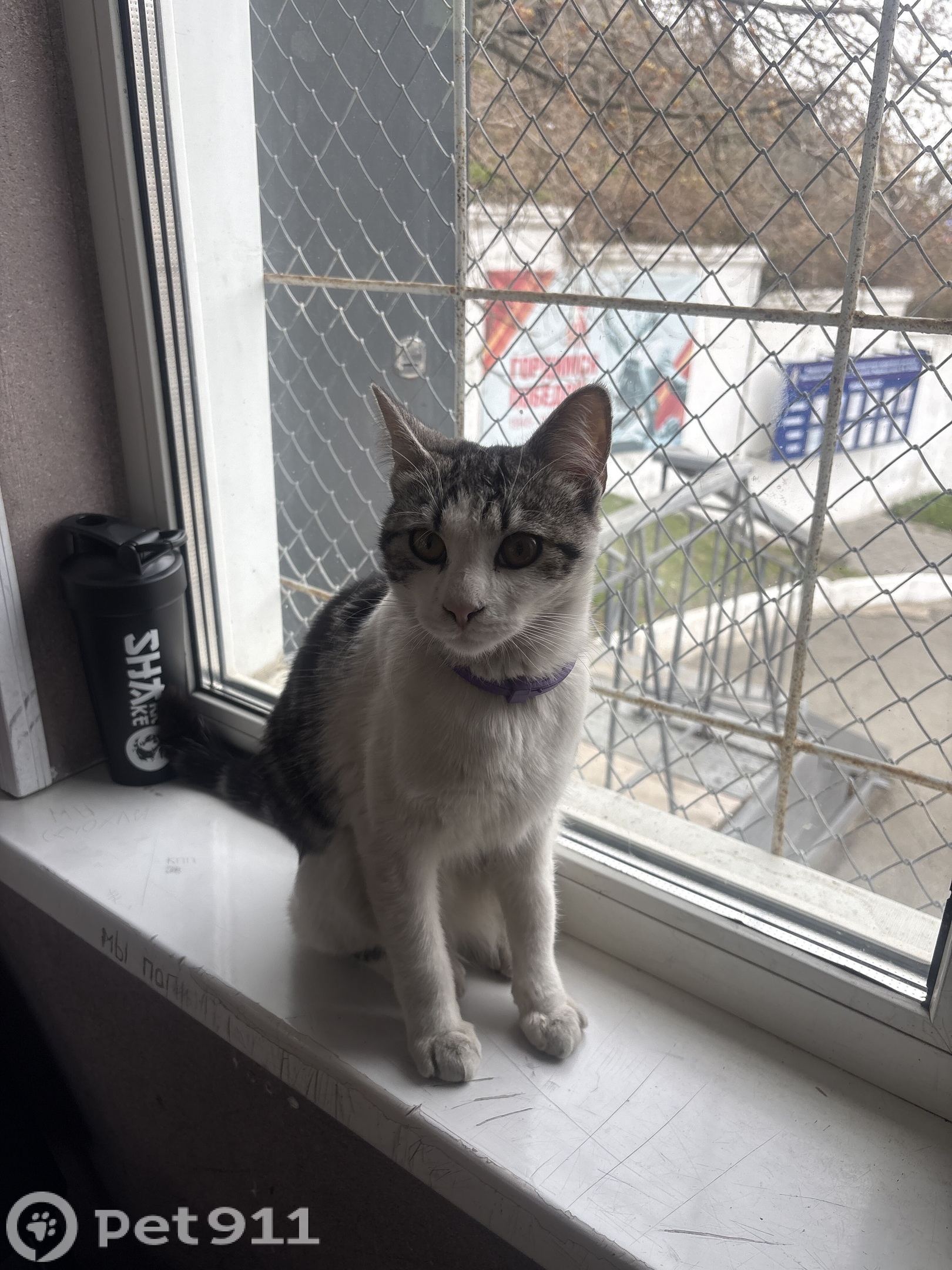 Найдена кошка в Владивостоке — фото объявления