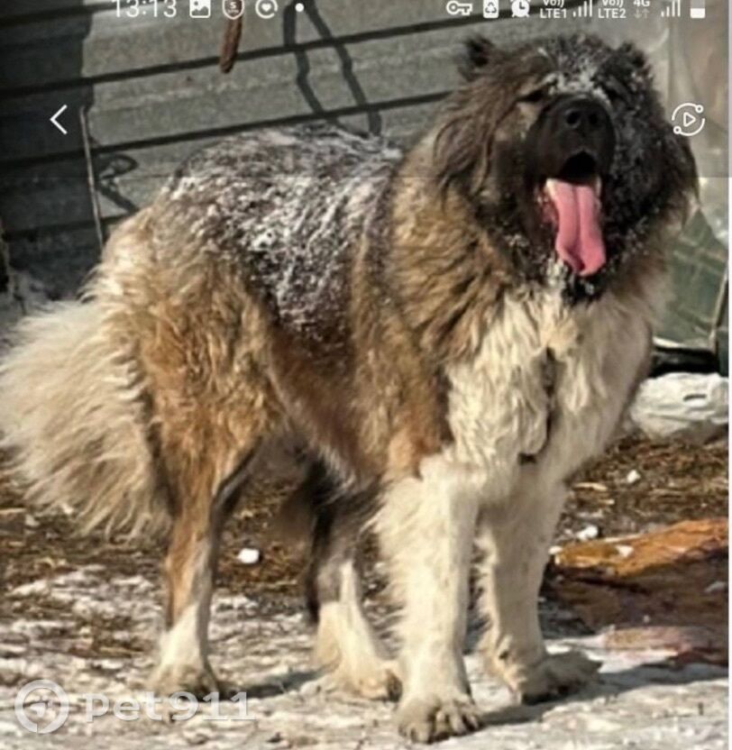 Найдена собака в Владивостоке — фото объявления