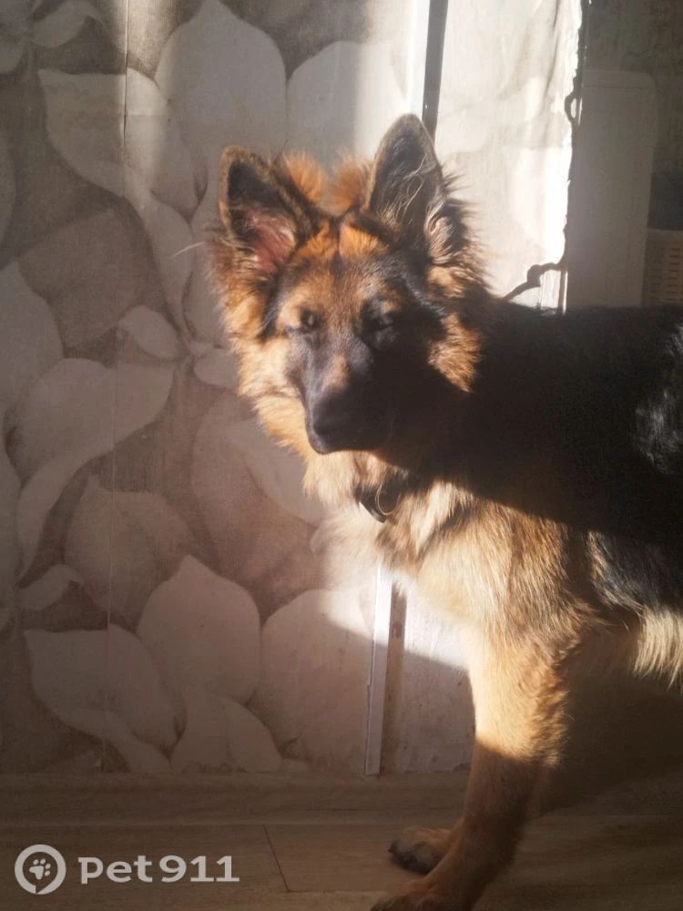 Найдена собака в Владивостоке — фото объявления