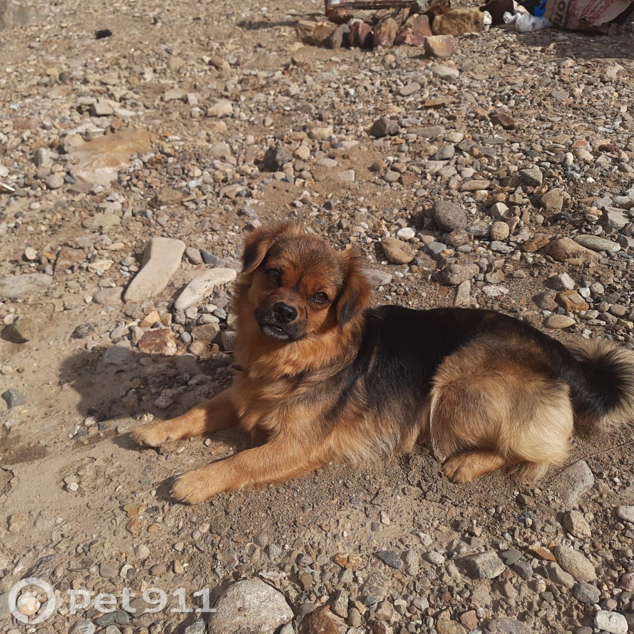 Найдена собака в Владивостоке — фото объявления