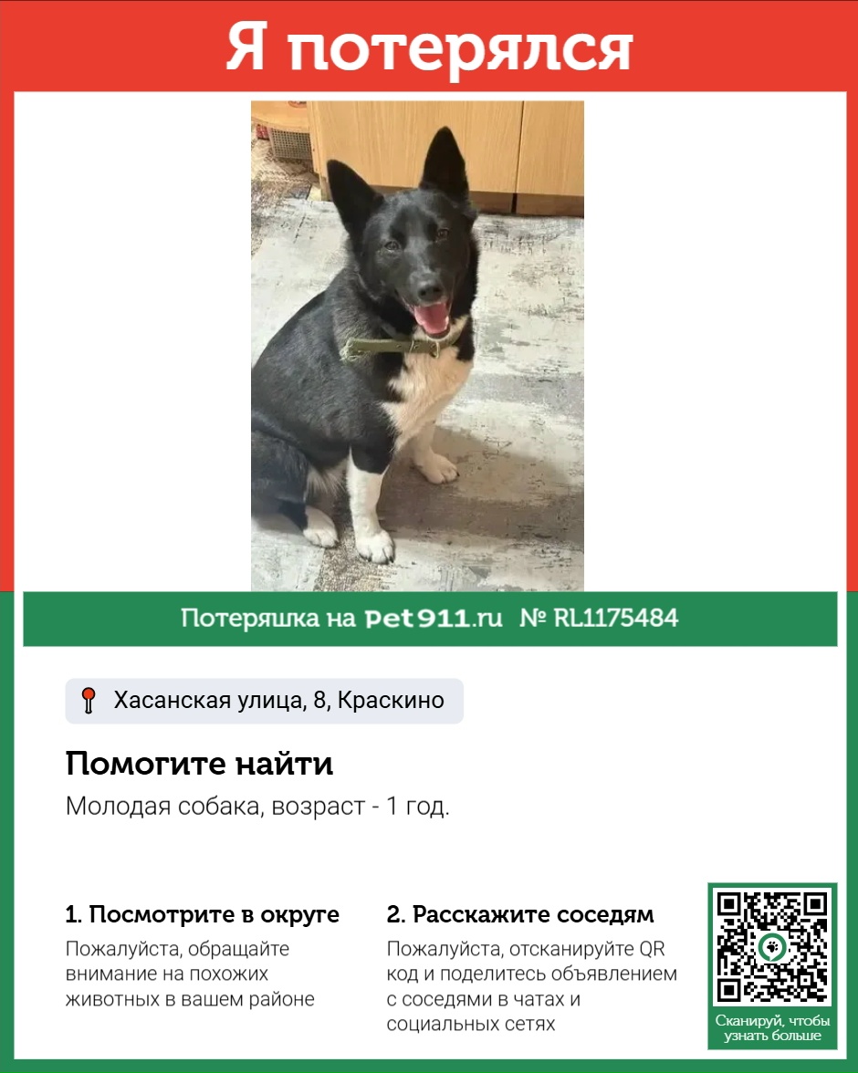Найдена собака в Владивостоке — фото объявления