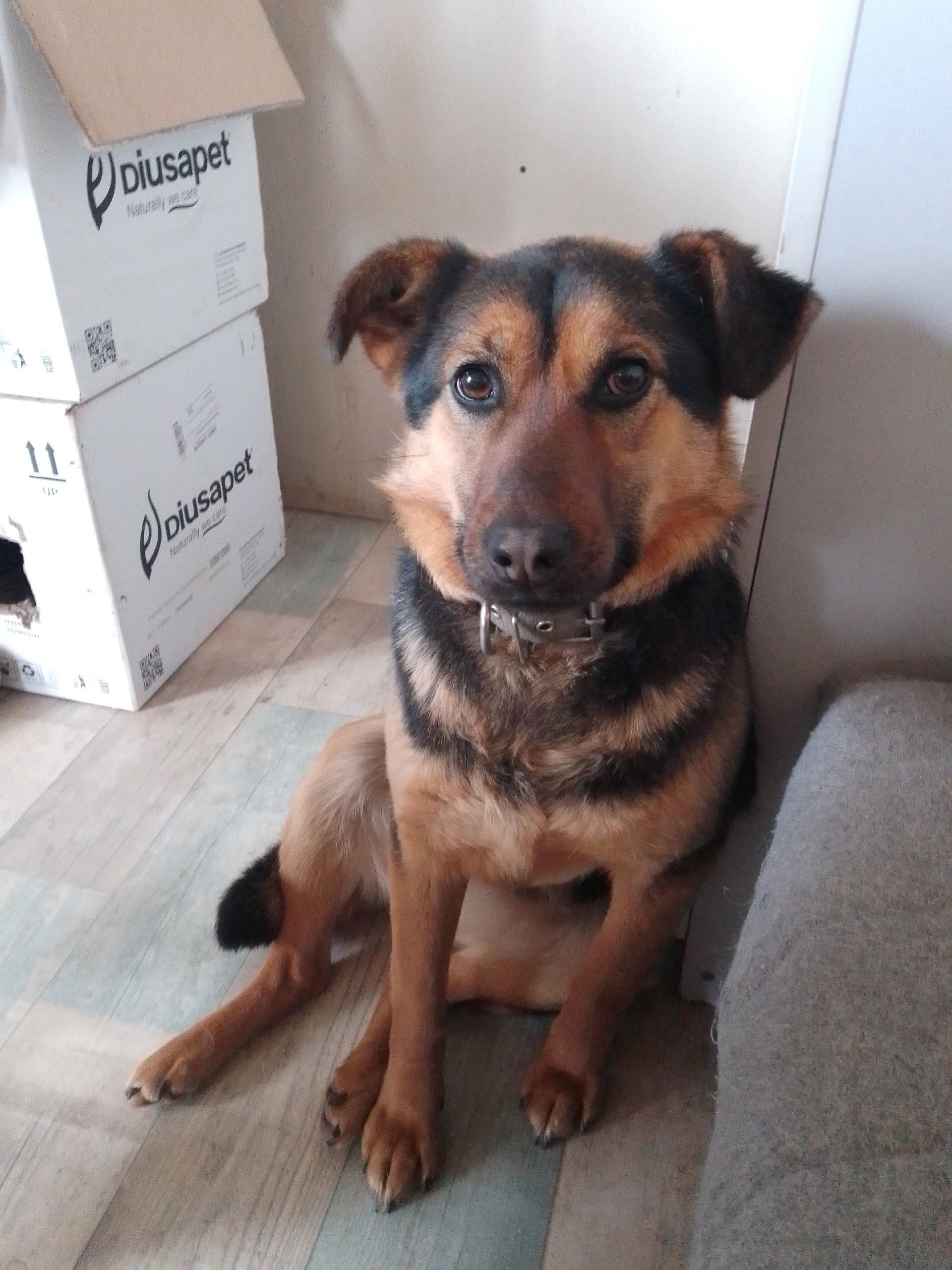 Пропала собака в Ярославле — Объявление о питомце в Ярославли