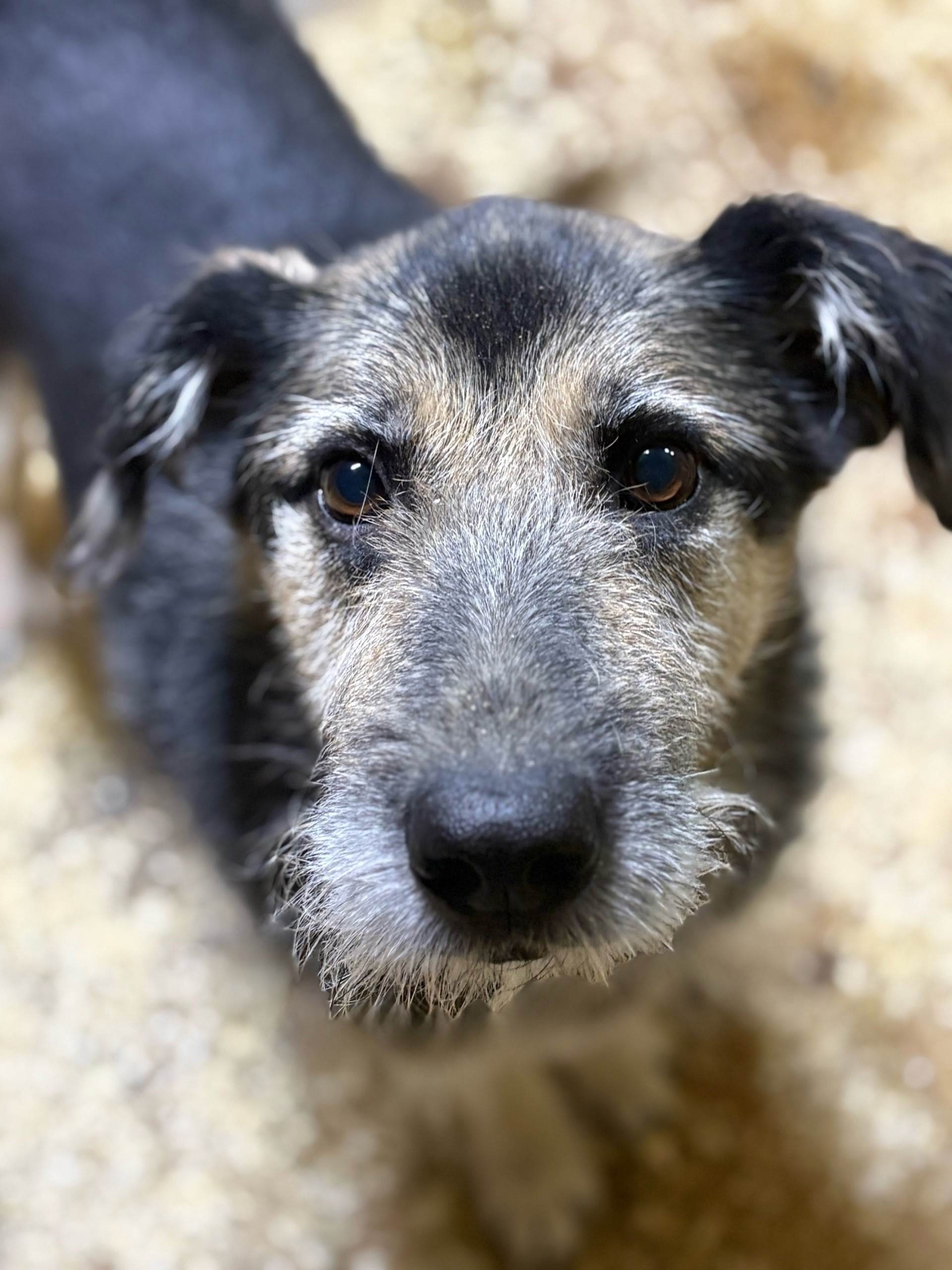 Пропала собака в Ярославле — Объявление о питомце в Ярославли