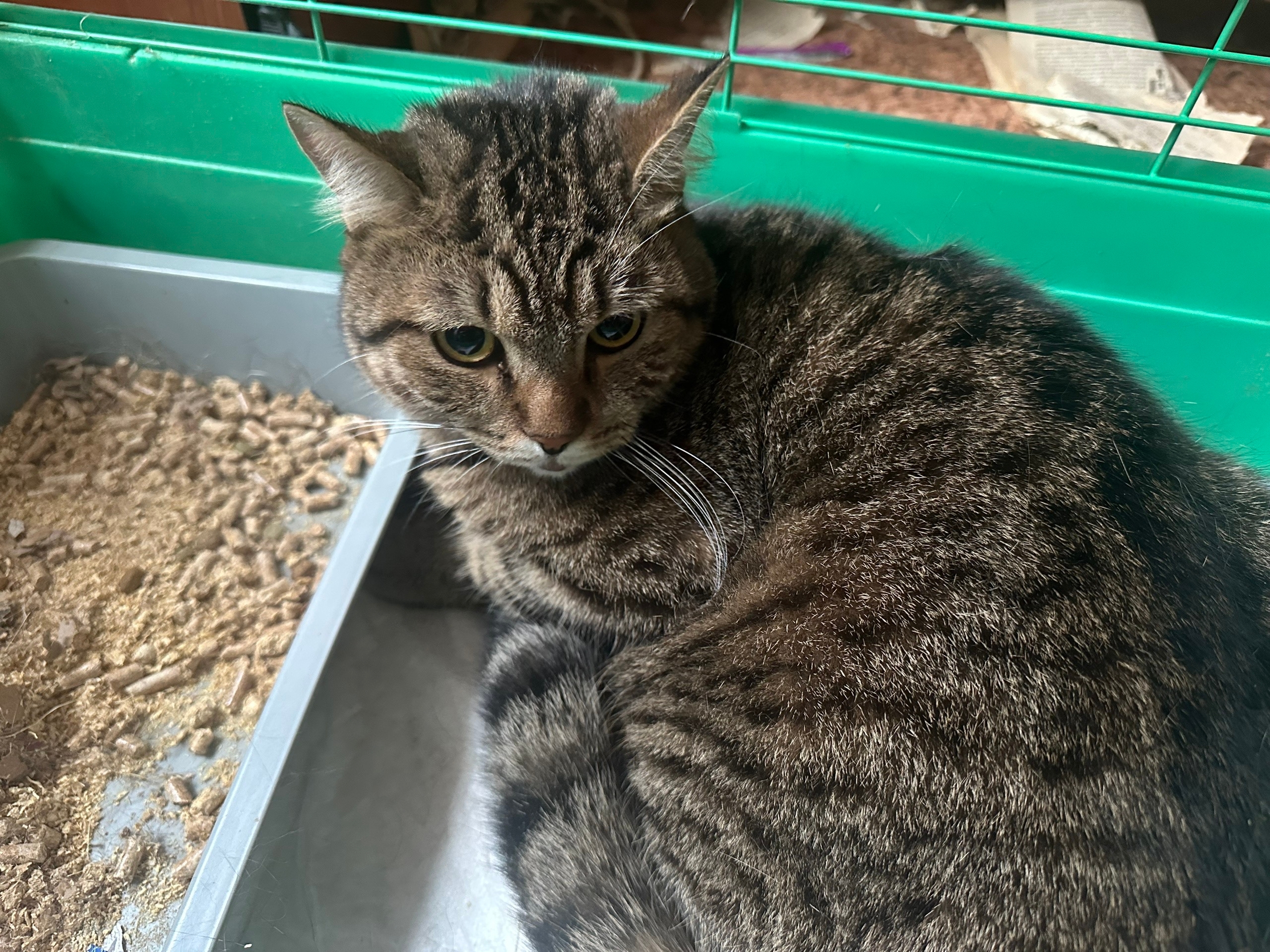 Пропала кошка в Кемерове — 19 апреля по адресу ул. Пролетарская 9 была найдена кошка/кот, похоже, что выпала из окна. Находится…