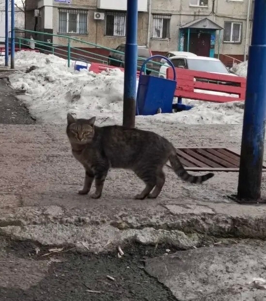 Пропала кошка в Кемерове — На пересечении пр. Октябрьский и Б-р Строителей обитает вот такая кошечка. Прячется в подвале, но не…