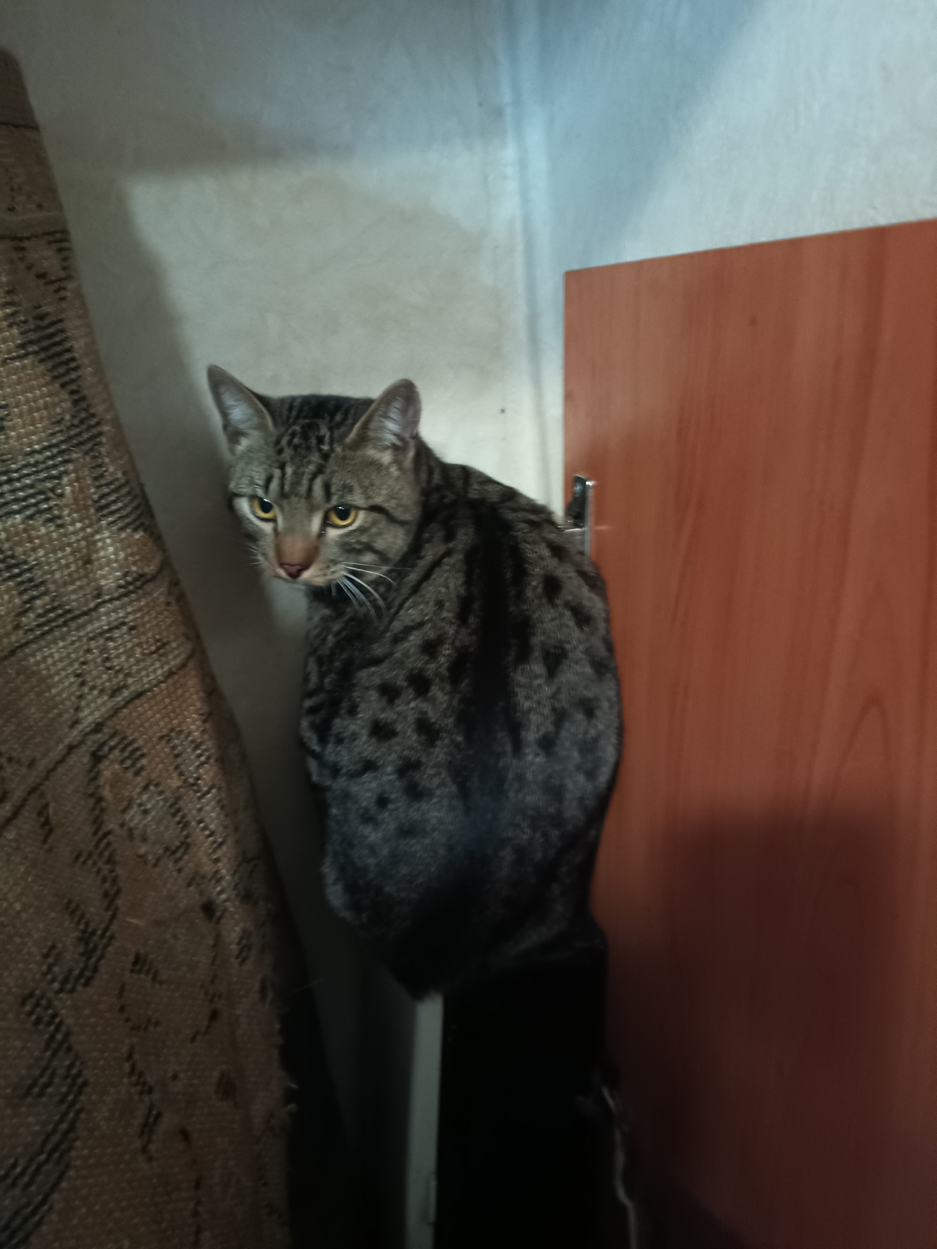 Найдена кошка в Кемерове — фото объявления