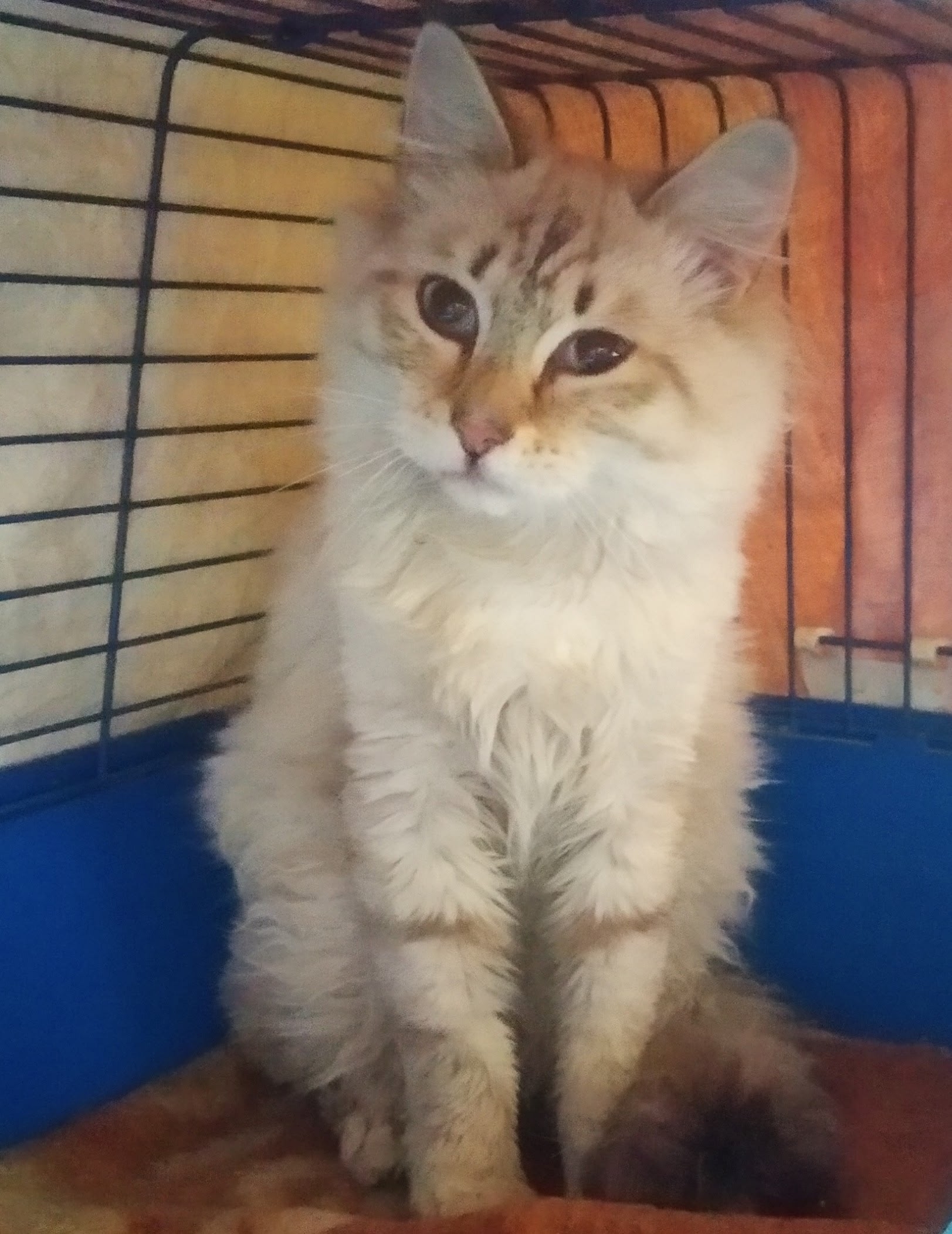 Найдена кошка в Кемерове — фото объявления