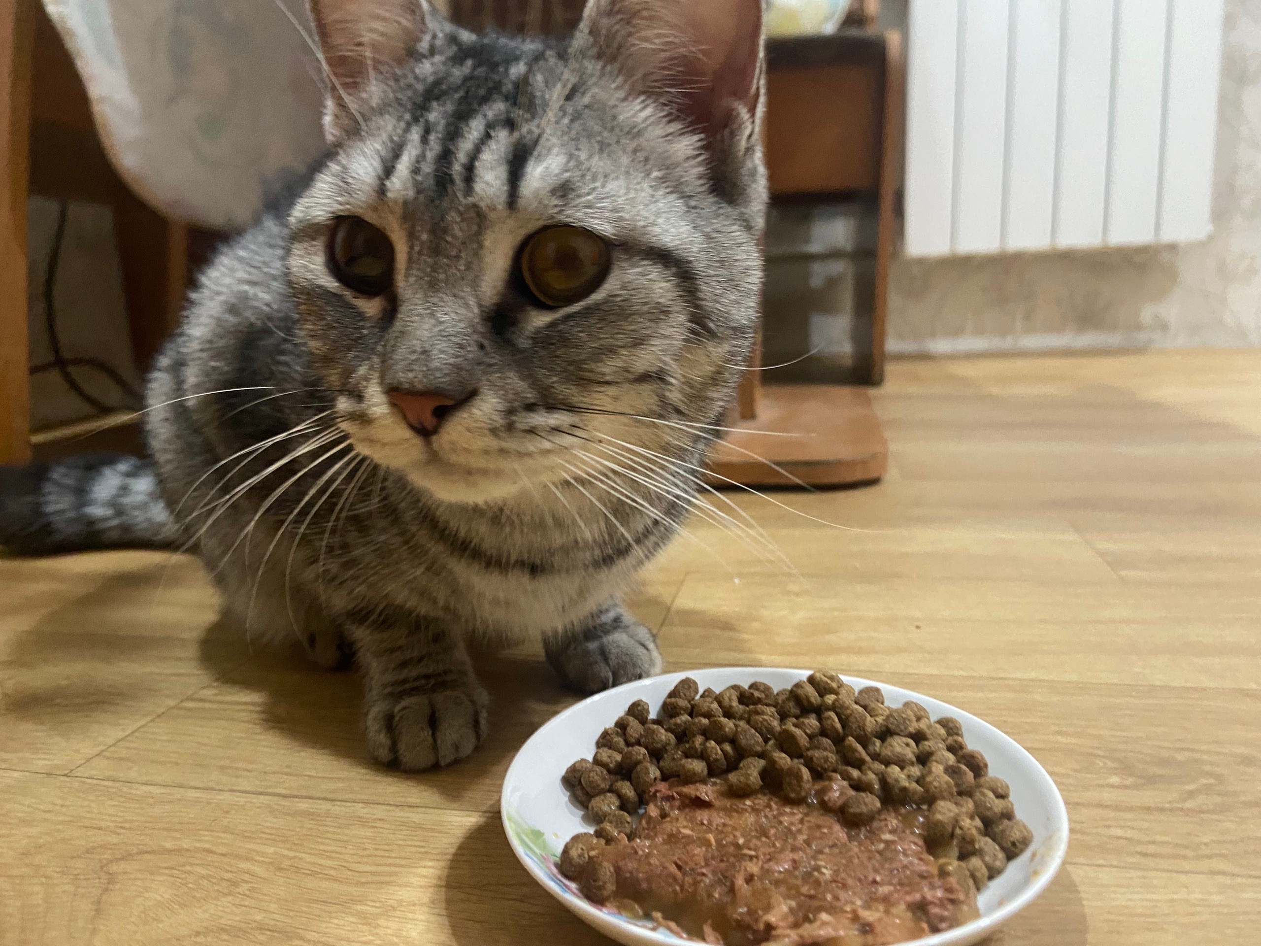 Найдена кошка в Томске — фото объявления