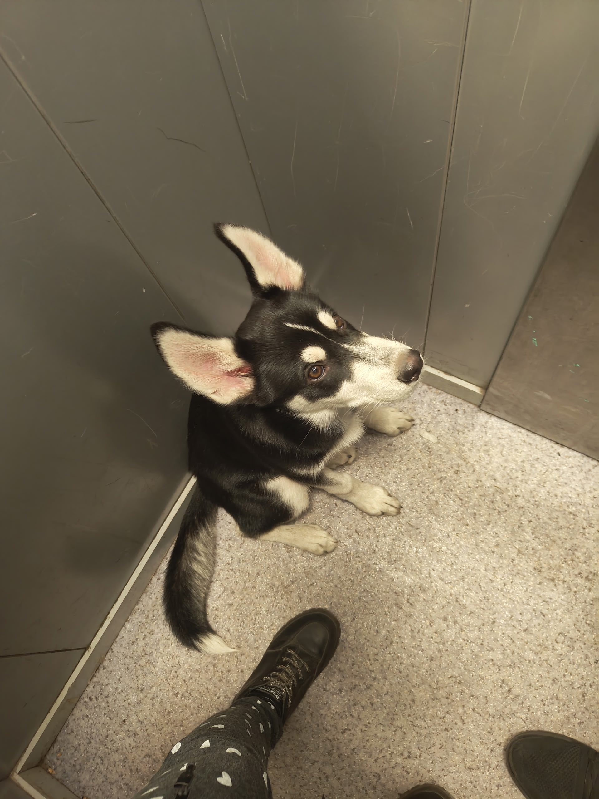 Найдена собака в Томске — фото объявления