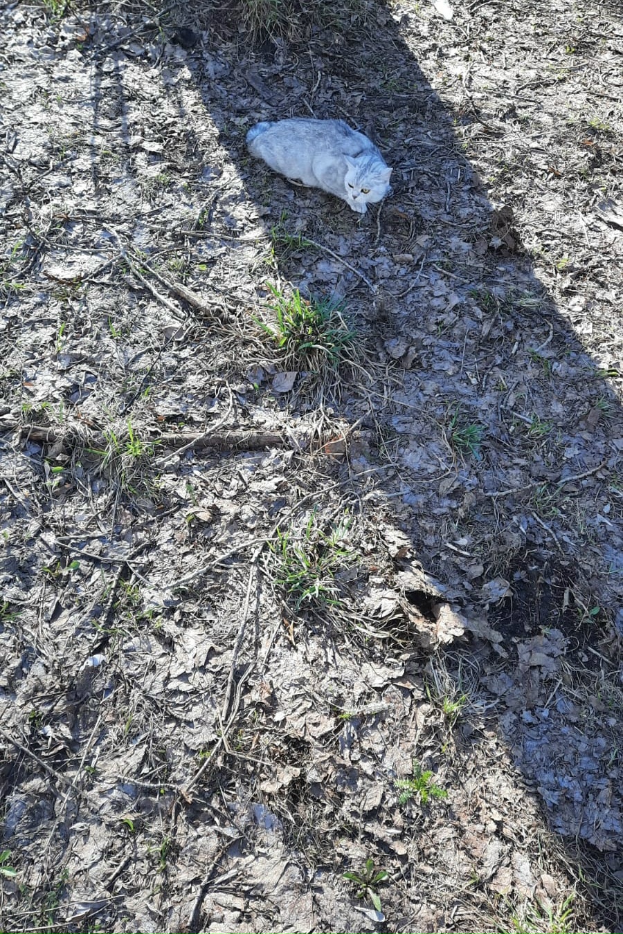 Пропала кошка в Набережных Челнах — фото объявления