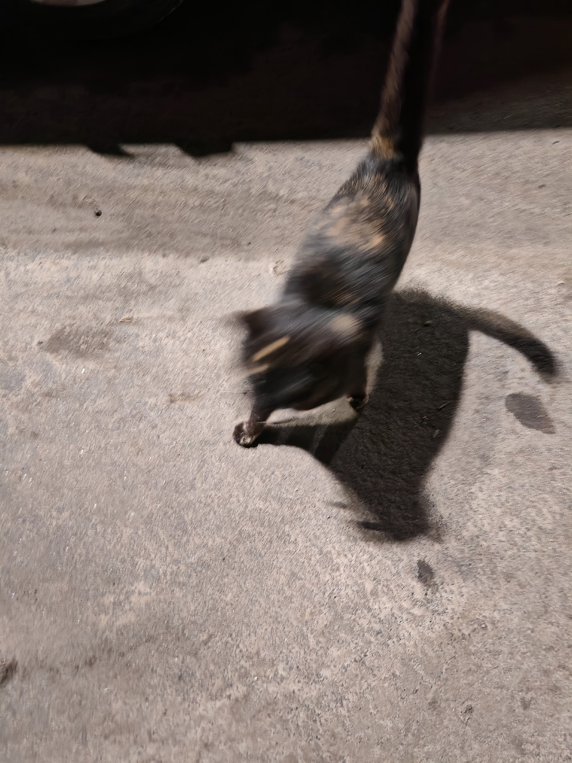 Объявление о питомце в Набережных Челнах — Объявление о питомце в Набережные Челны