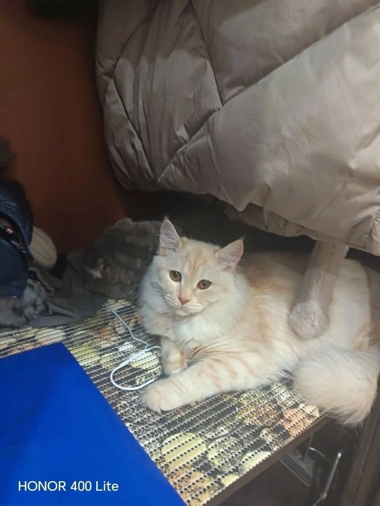 Найдена кошка в Набережных Челнах — фото объявления