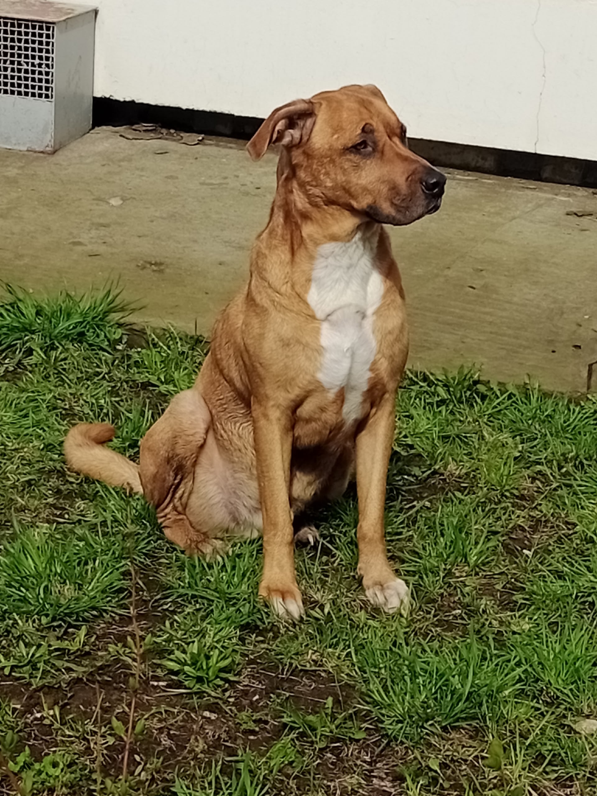 Пропала собака в Набережных Челнах — Объявление о питомце в Набережные Челны