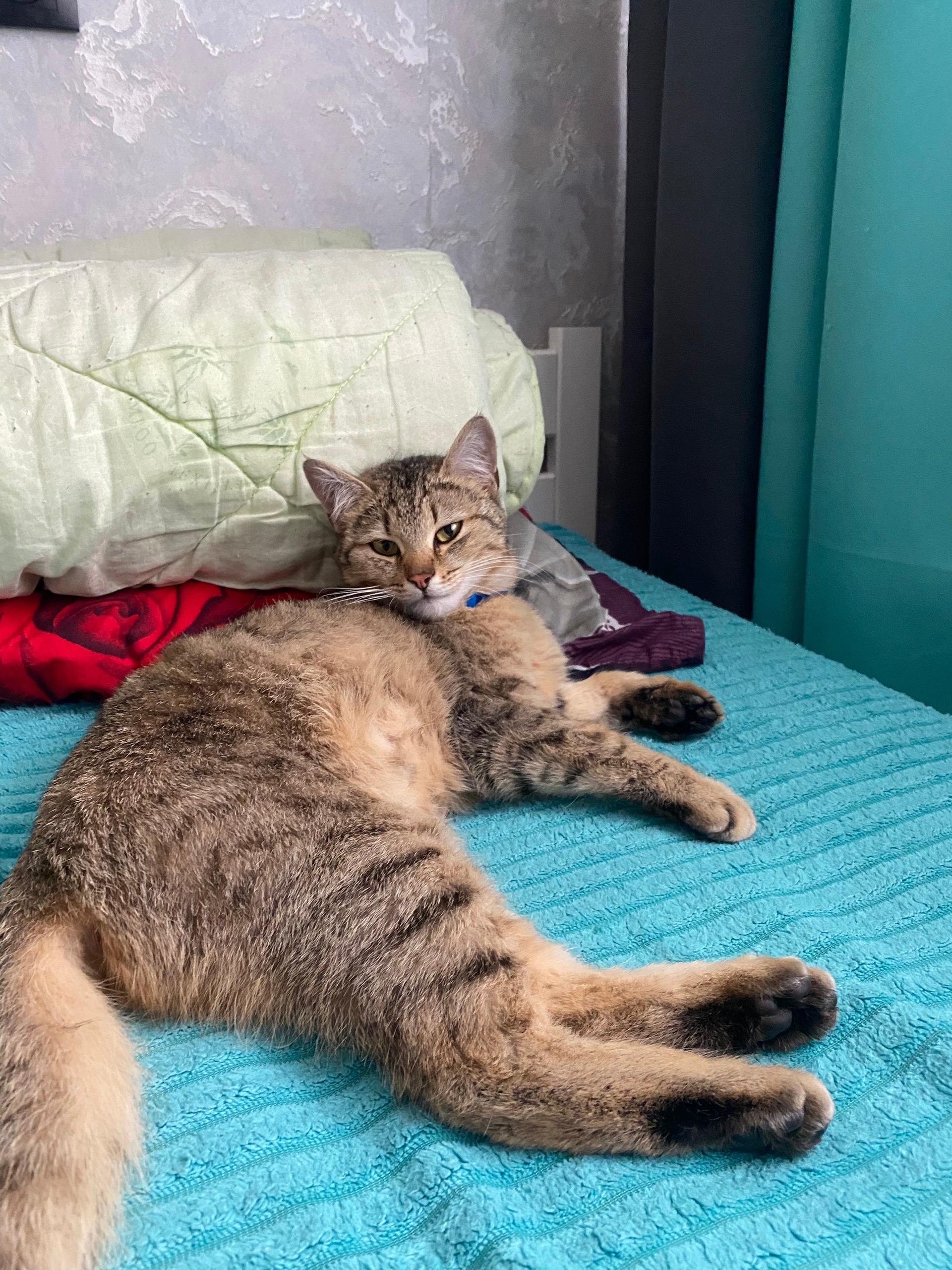 Пропала кошка в Набережных Челнах — фото объявления