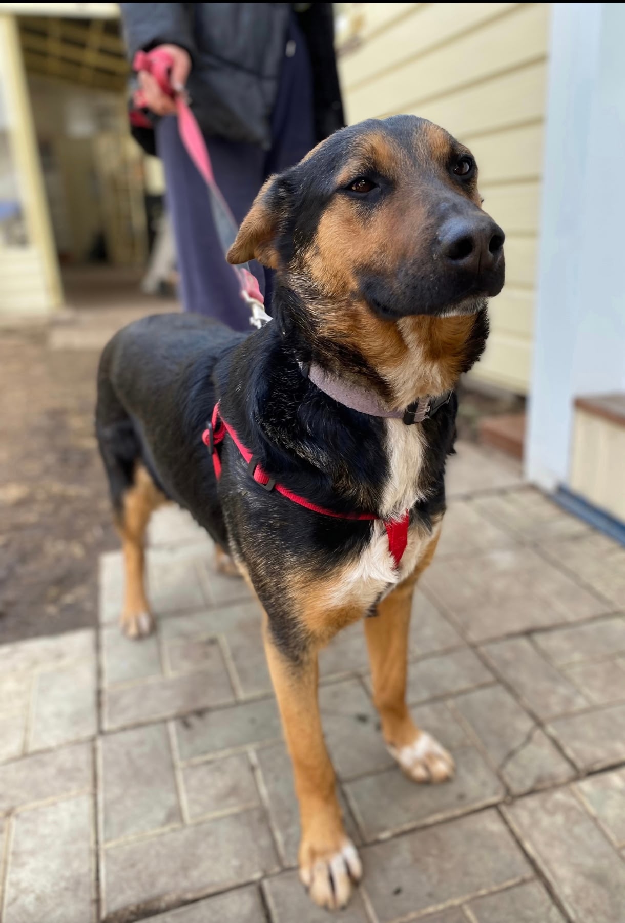 Найдена собака в Набережных Челнах — фото объявления