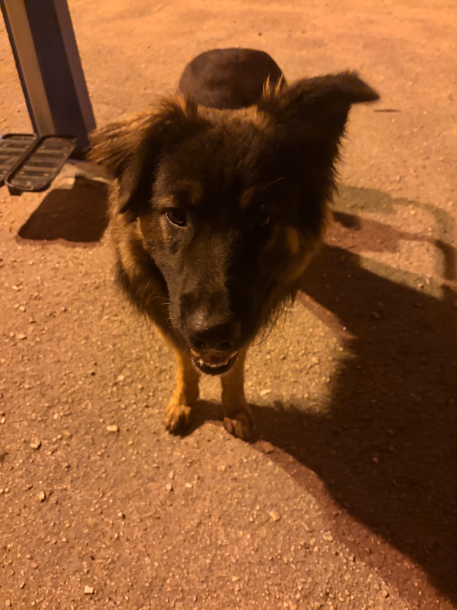 Объявление о питомце в Севастополе — В районе 24 Гимназии и Вакуленчука бегает собачка в ошейнике (13.04.2026 в 21:30). Немного…