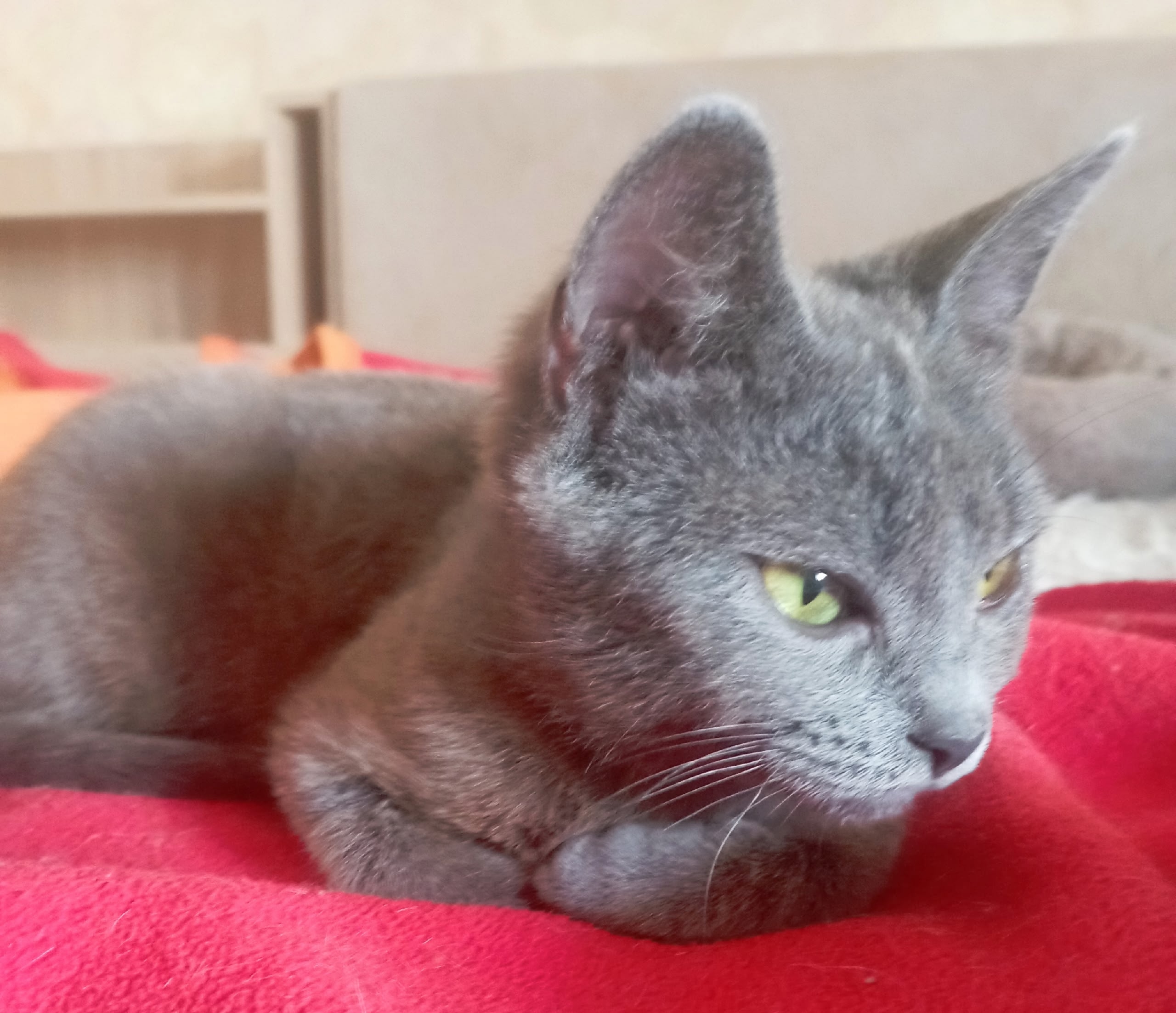 Найдена кошка в Севастополе — фото объявления