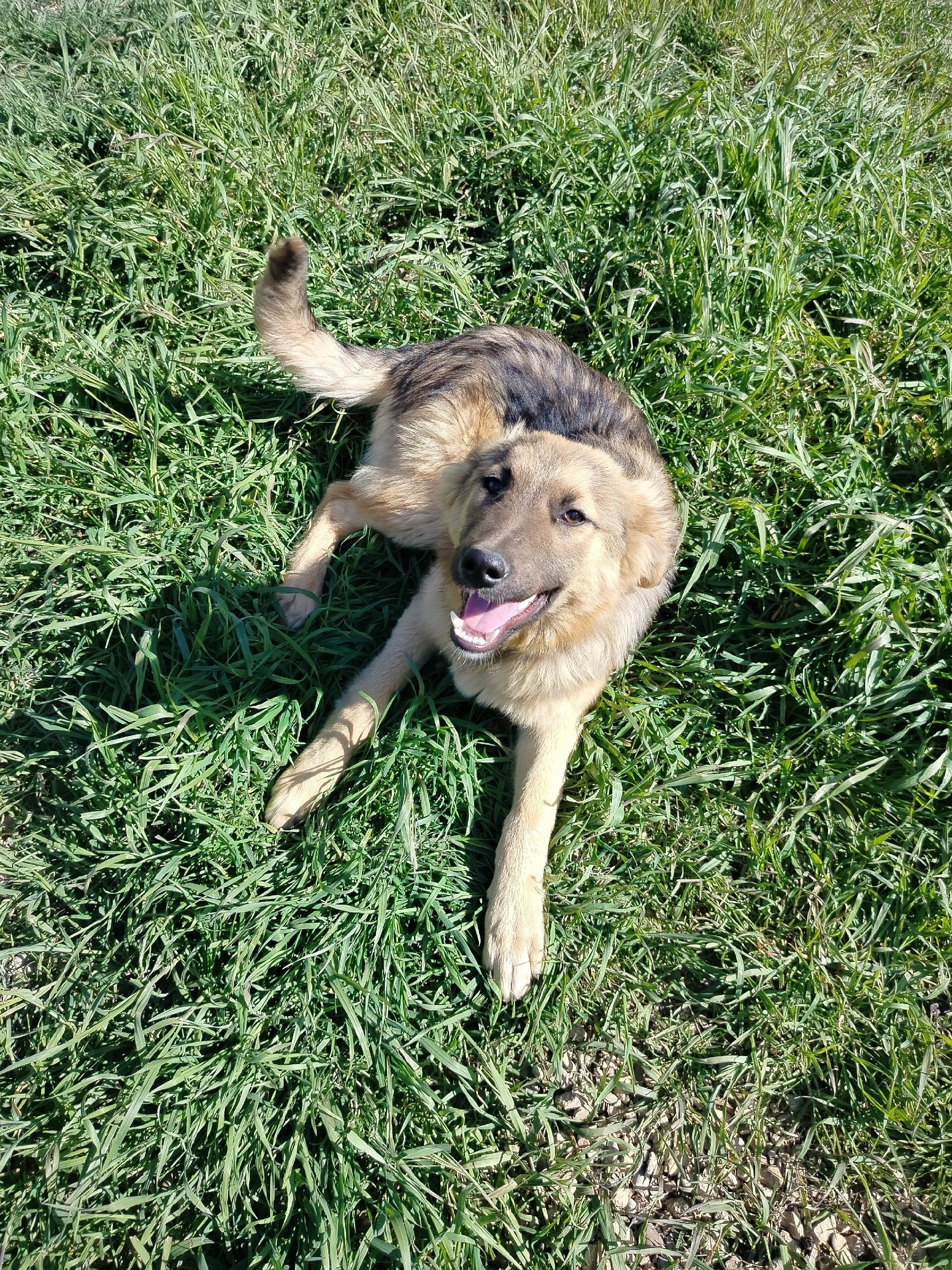 Найдена собака в Севастополе — фото объявления