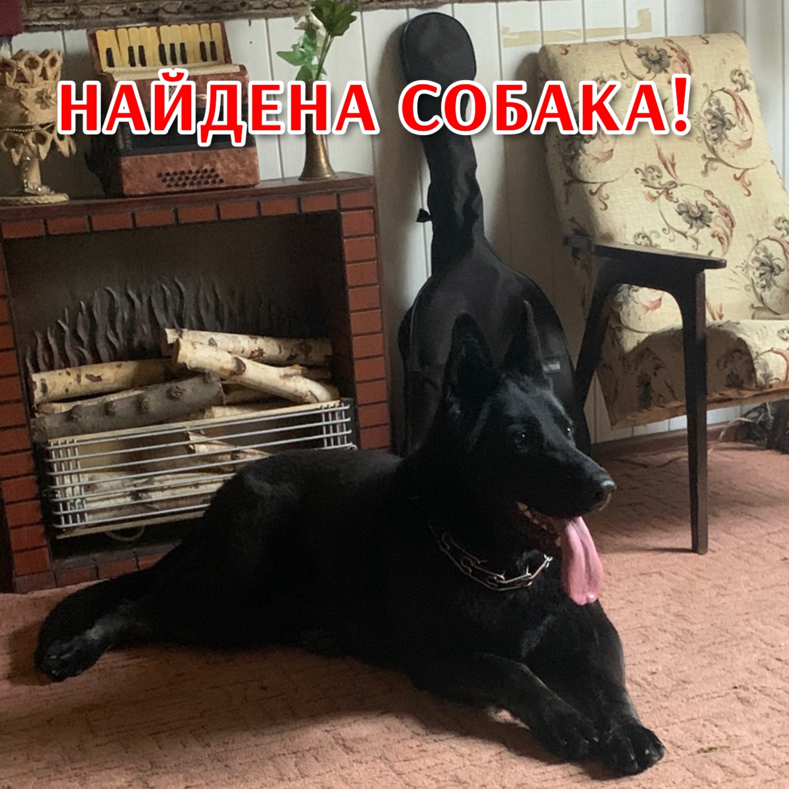 Пропала собака в Ставрополе — фото объявления