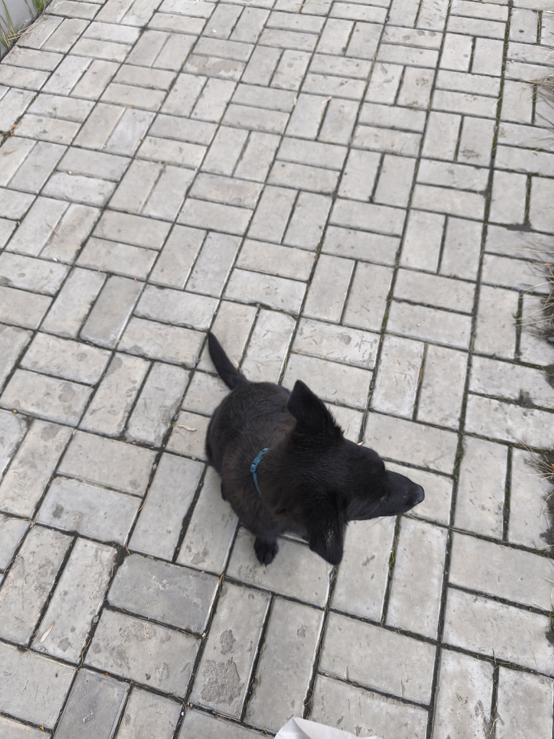 Пропала собака в Ставрополе — Объявление о питомце в Ставрополи