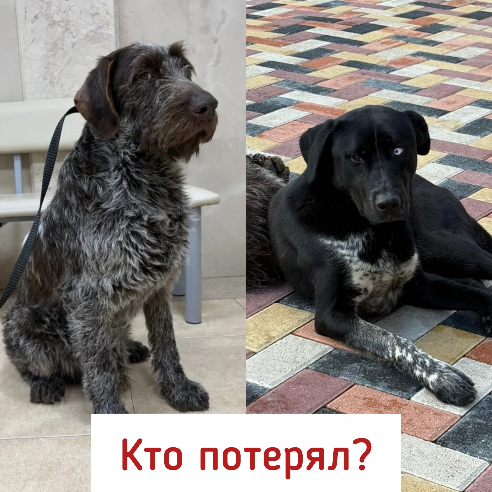 Найдена собака в Ставрополе — фото объявления