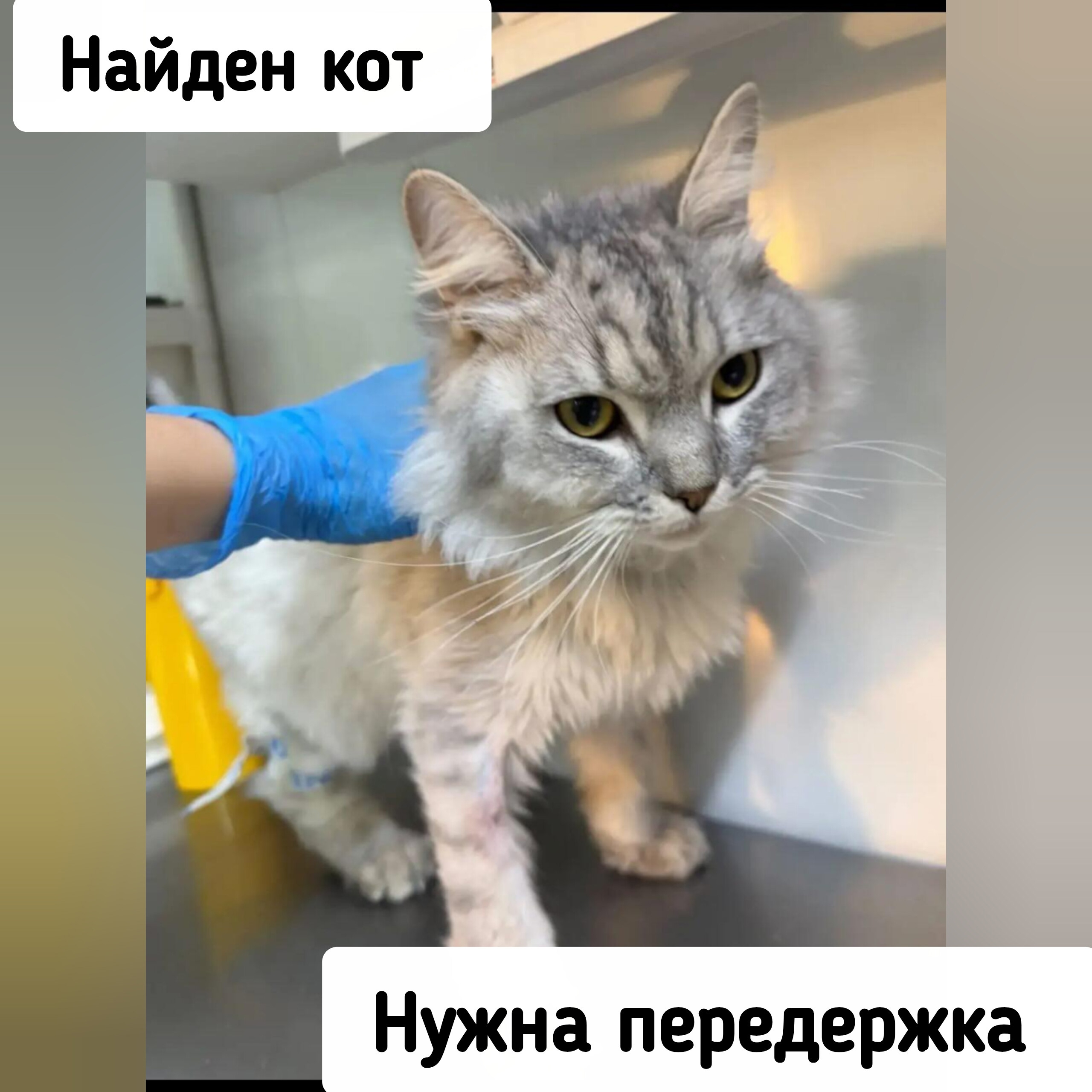 Найдена собака в Ставрополе — фото объявления