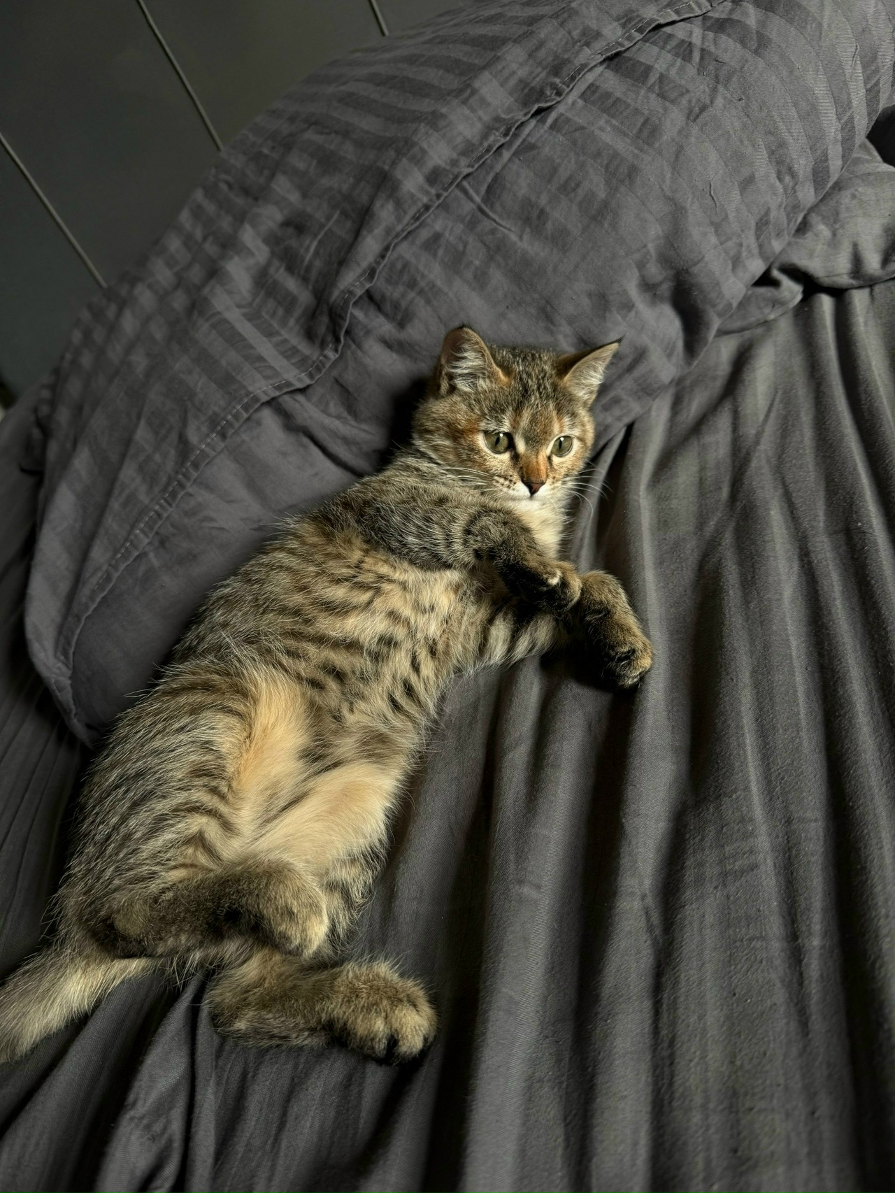 Найдена кошка в Оренбурге — фото объявления