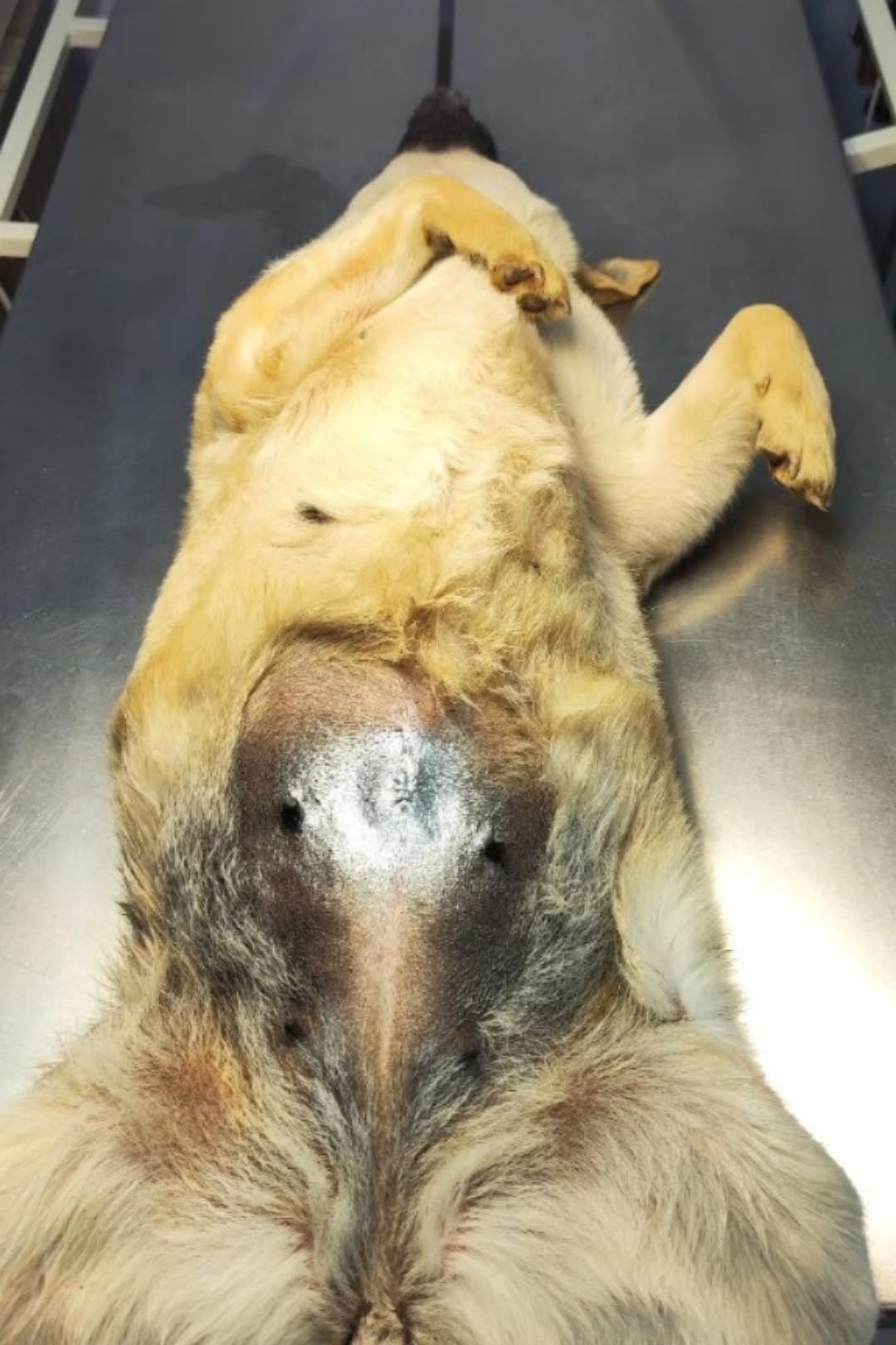 Найдена собака в Оренбурге — фото объявления