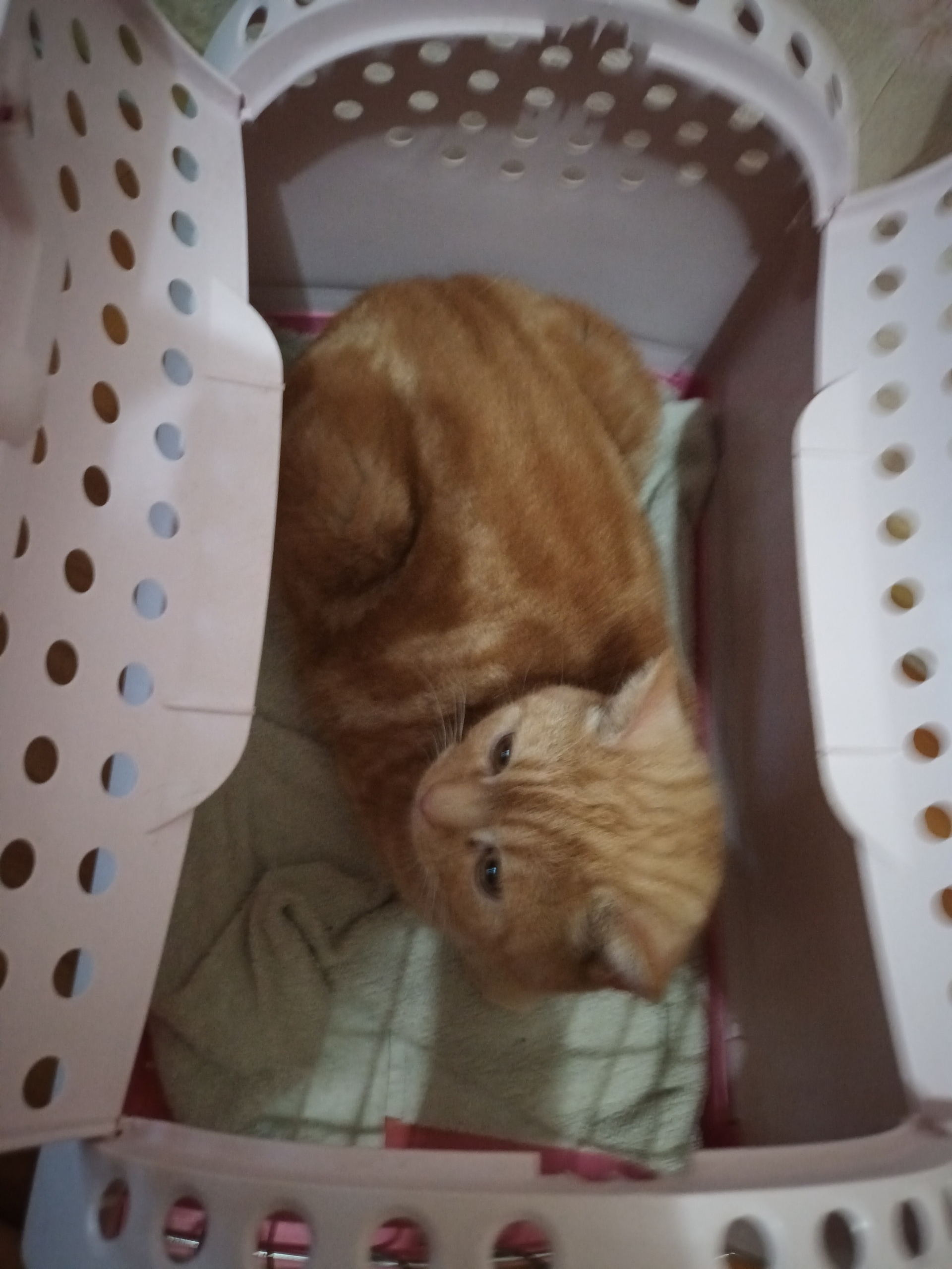 Найдена кошка в Оренбурге — фото объявления