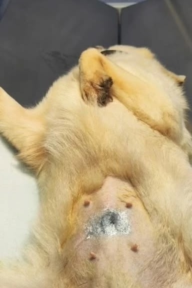 Найдена собака в Оренбурге — фото объявления