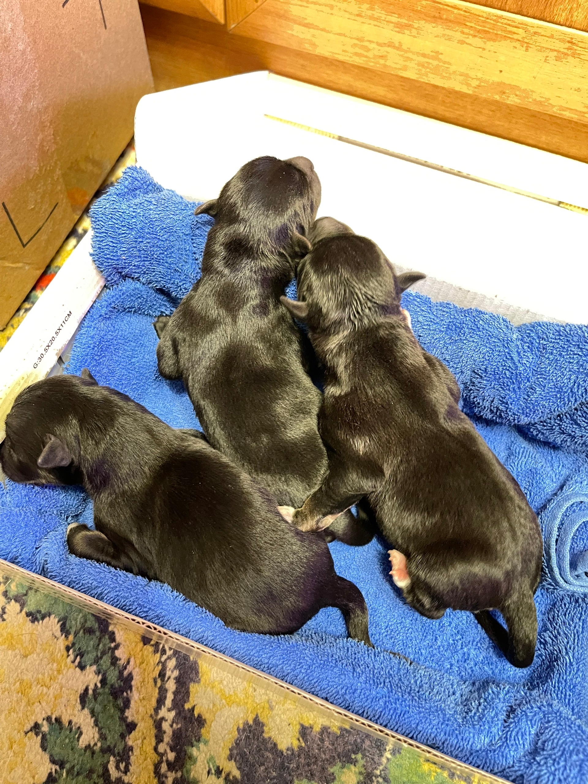 Найдена собака в Новокузнецке — фото объявления