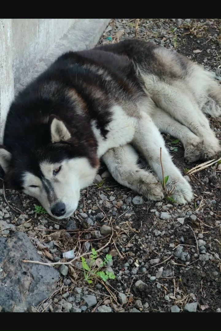 Пропала собака в Новокузнецке — фото объявления