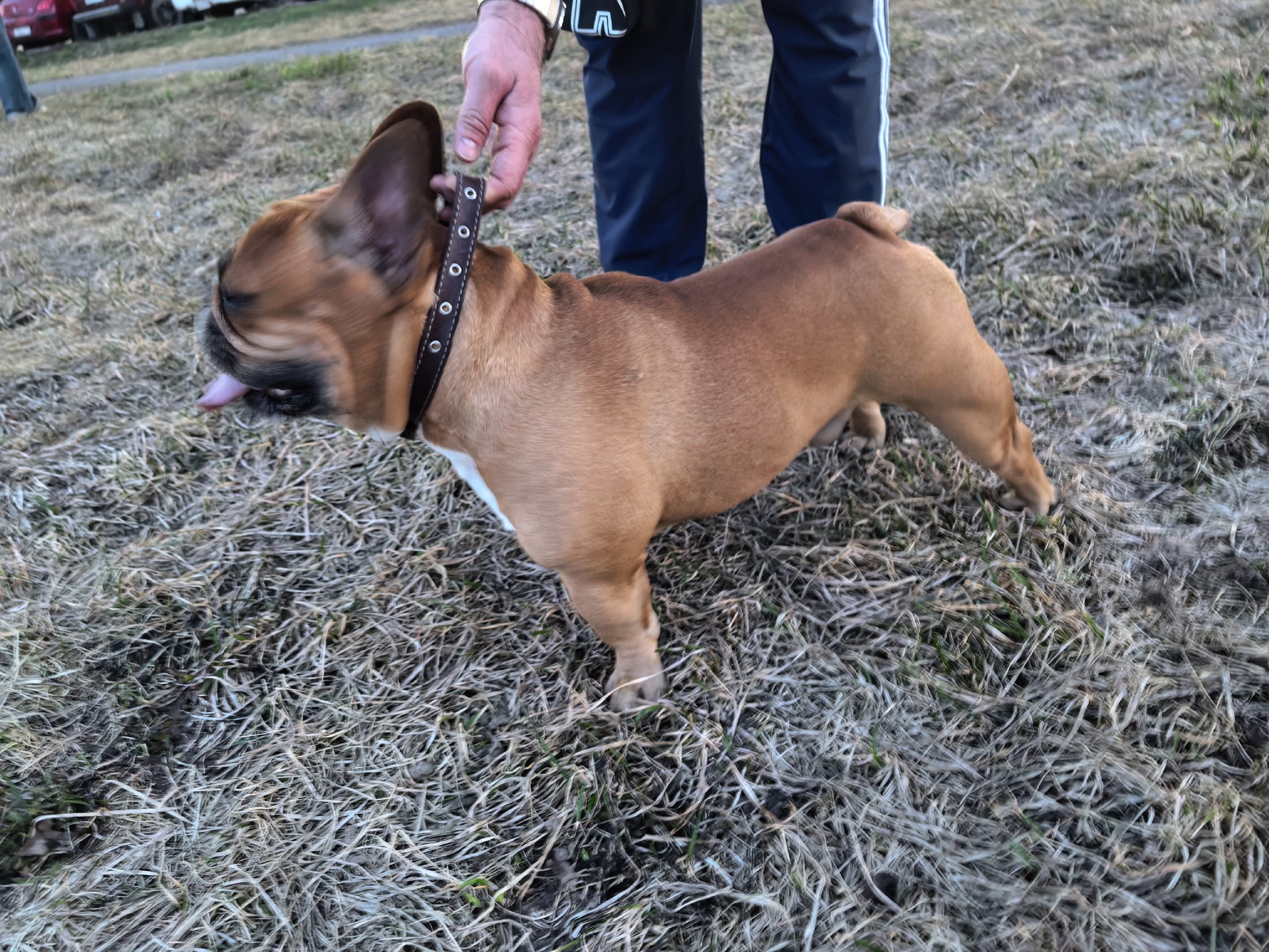 Найдена собака в Новокузнецке — фото объявления