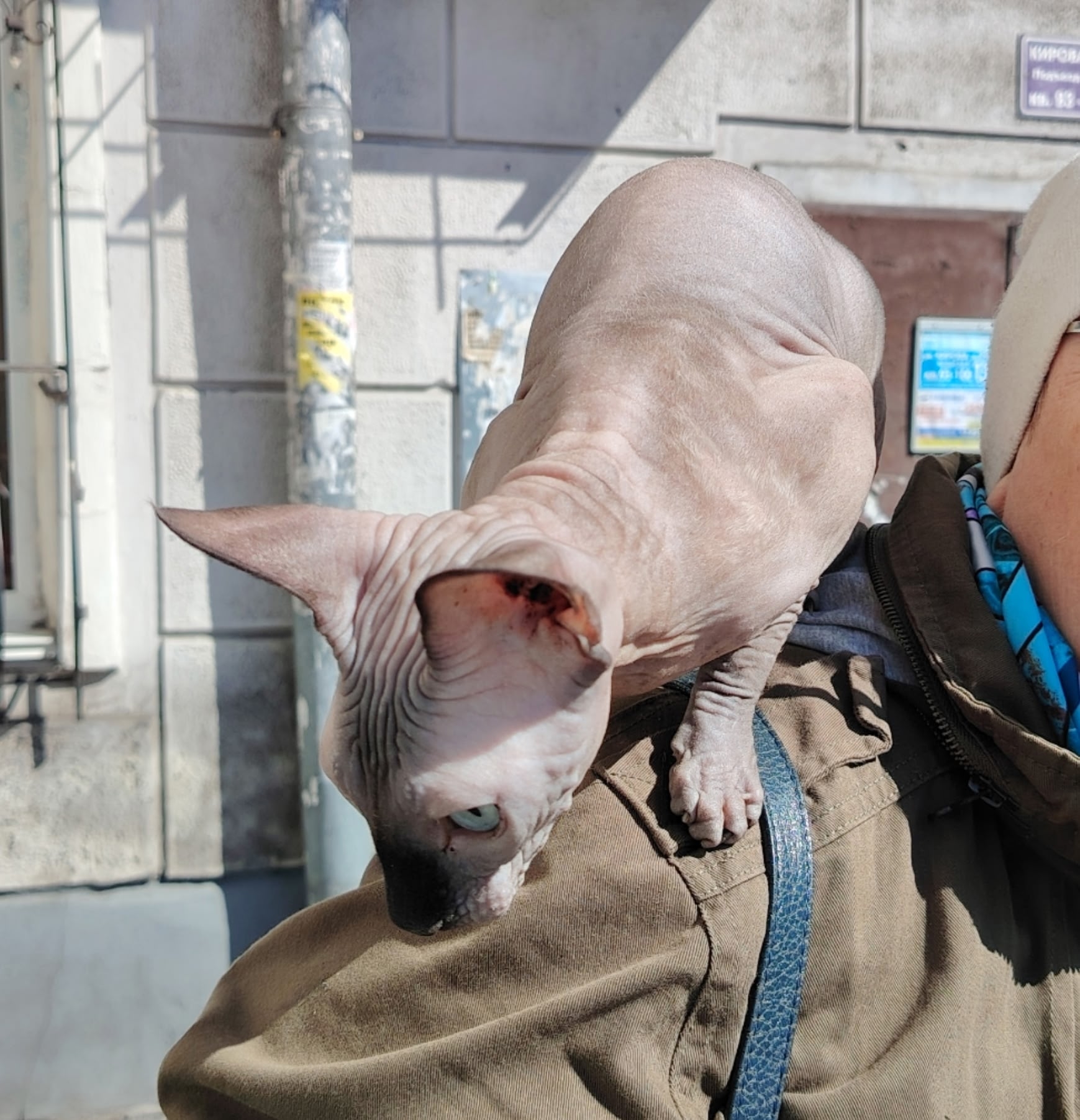 Объявление о питомце в Новокузнецке — фото объявления