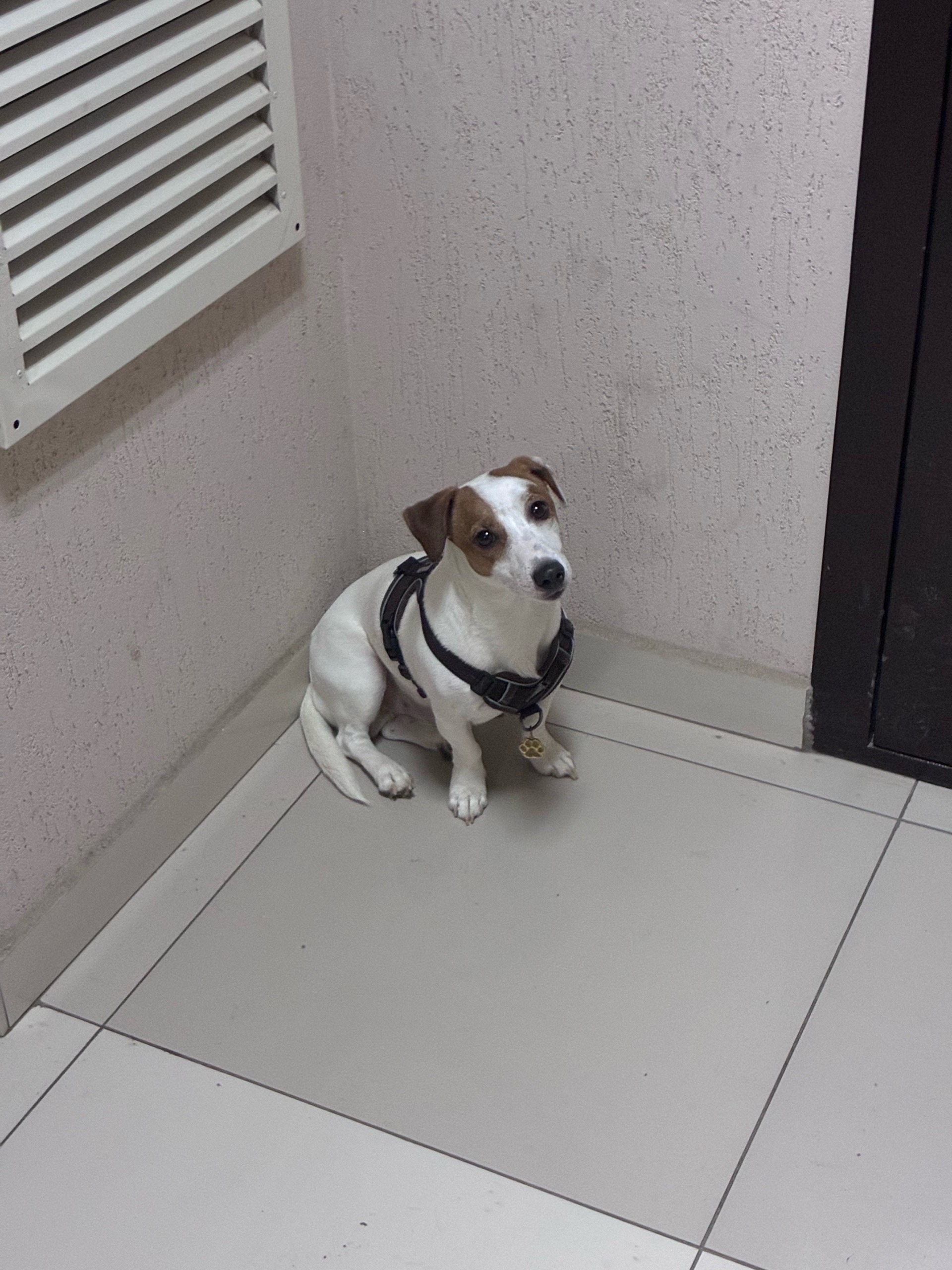 Найдена собака в Рязани — фото объявления