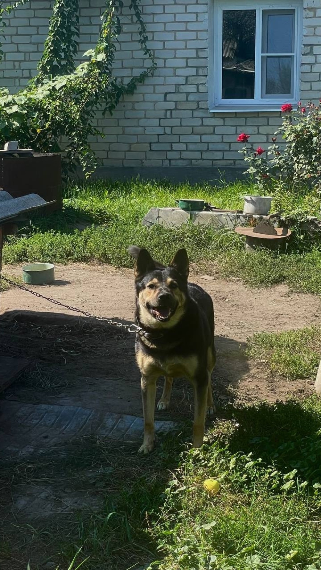 Пропала собака в Рязани — фото объявления