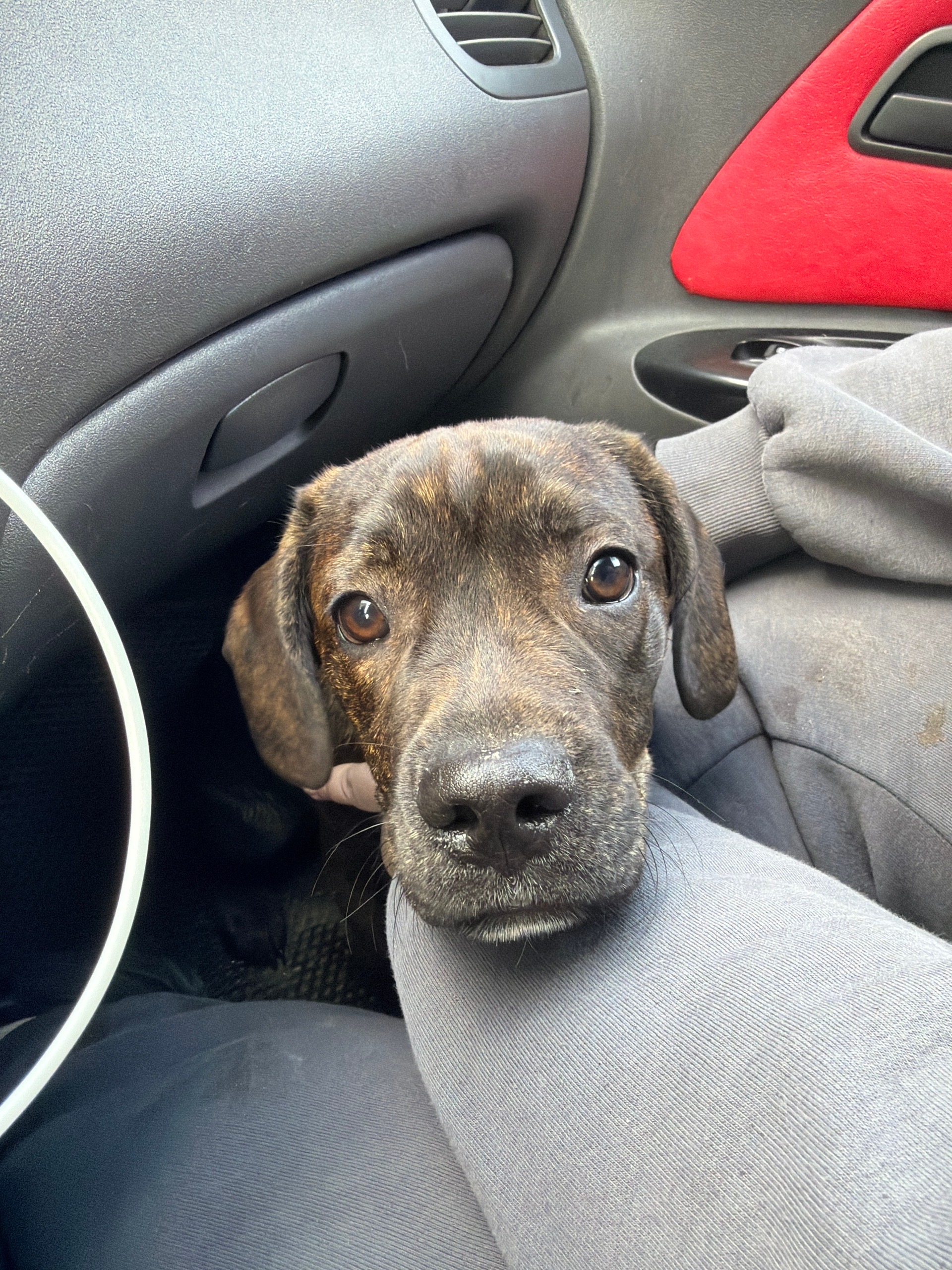 Найдена собака в Рязани — фото объявления